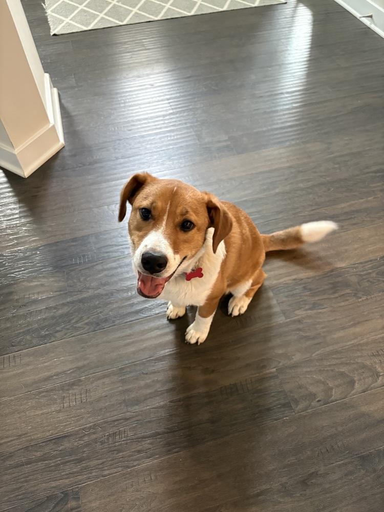 Trevor, a Adoptable mixed breed in Washington, DC image 2/5