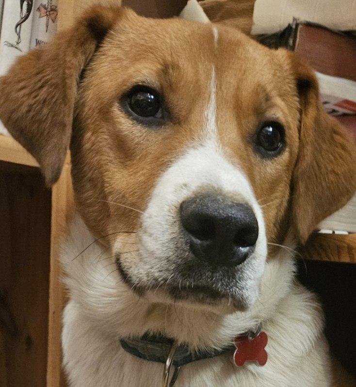 Trevor, a Adoptable mixed breed in Washington, DC image 3/5