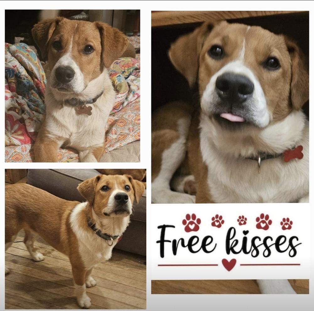 Trevor, a Adoptable mixed breed in Washington, DC image 4/5