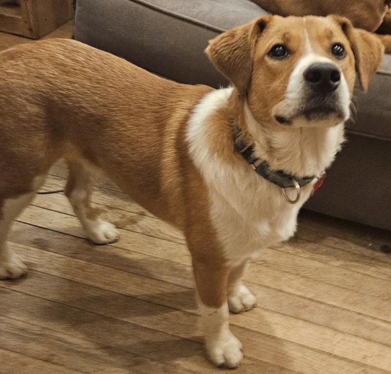 Trevor, a Adoptable mixed breed in Washington, DC image 5/5