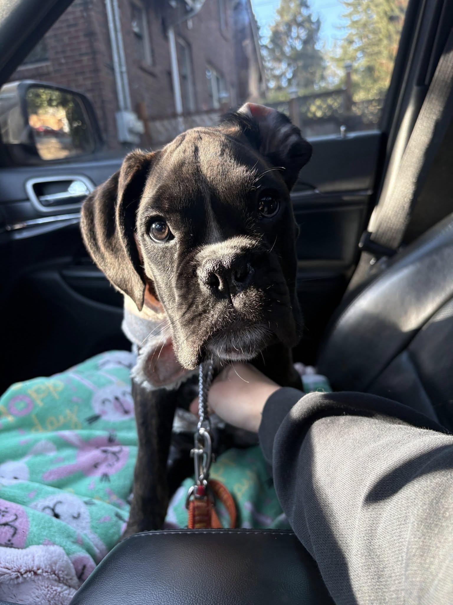 Goose, Adoptable, Young Male Boxer.