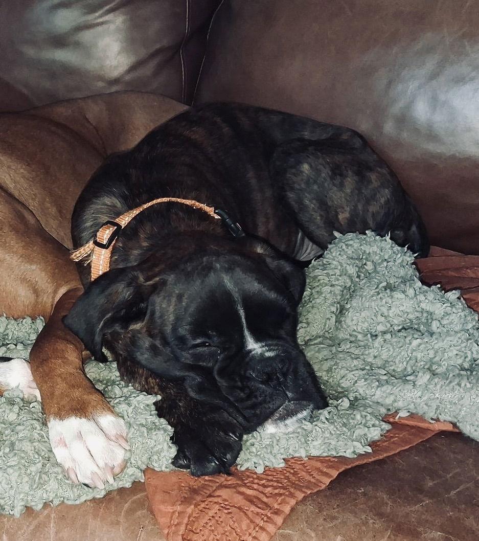 Enlarge Goose, a Adoptable Boxer in McMinnville, OR image 2/3