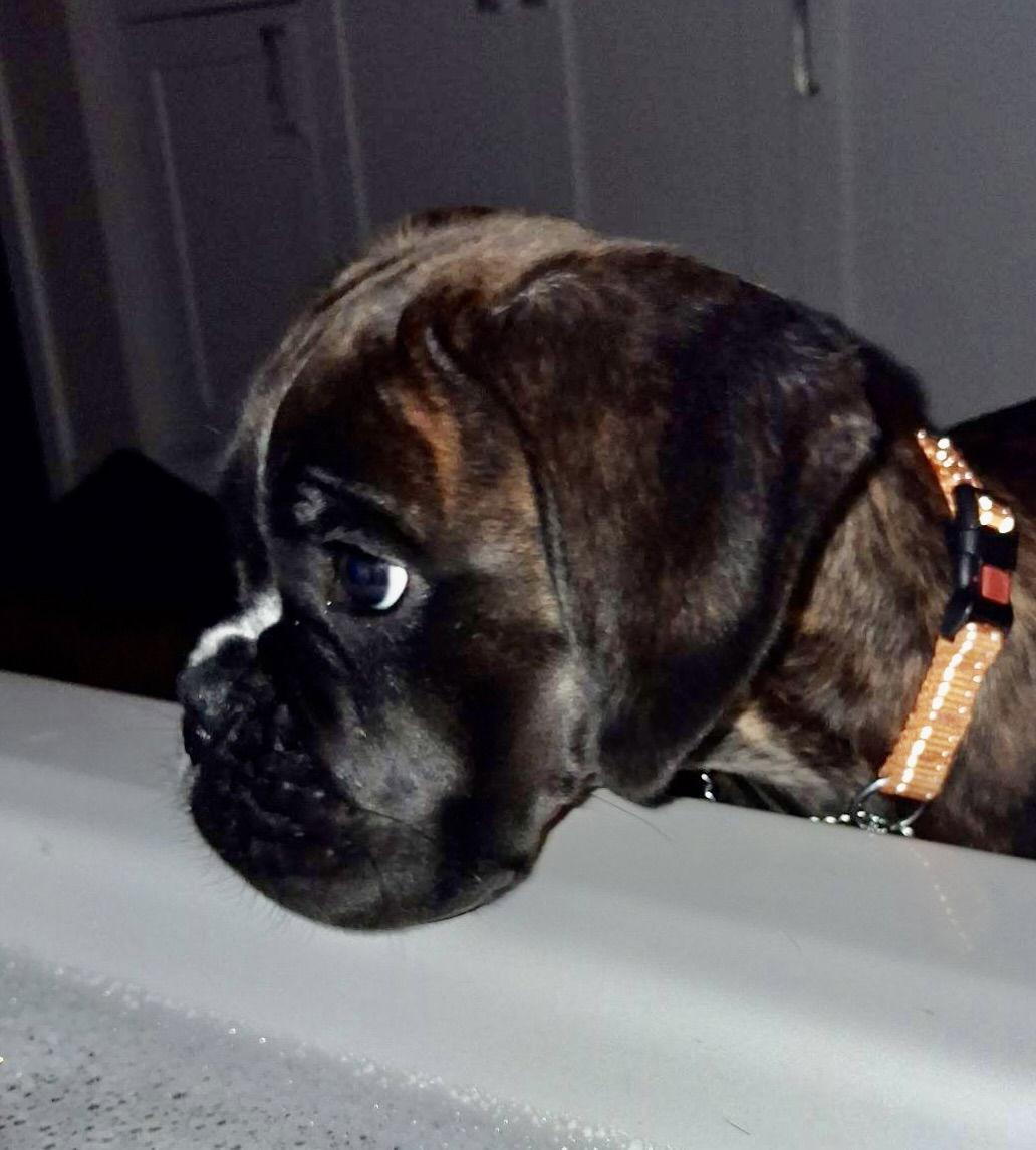 Enlarge Goose, a Adoptable Boxer in McMinnville, OR image 3/3