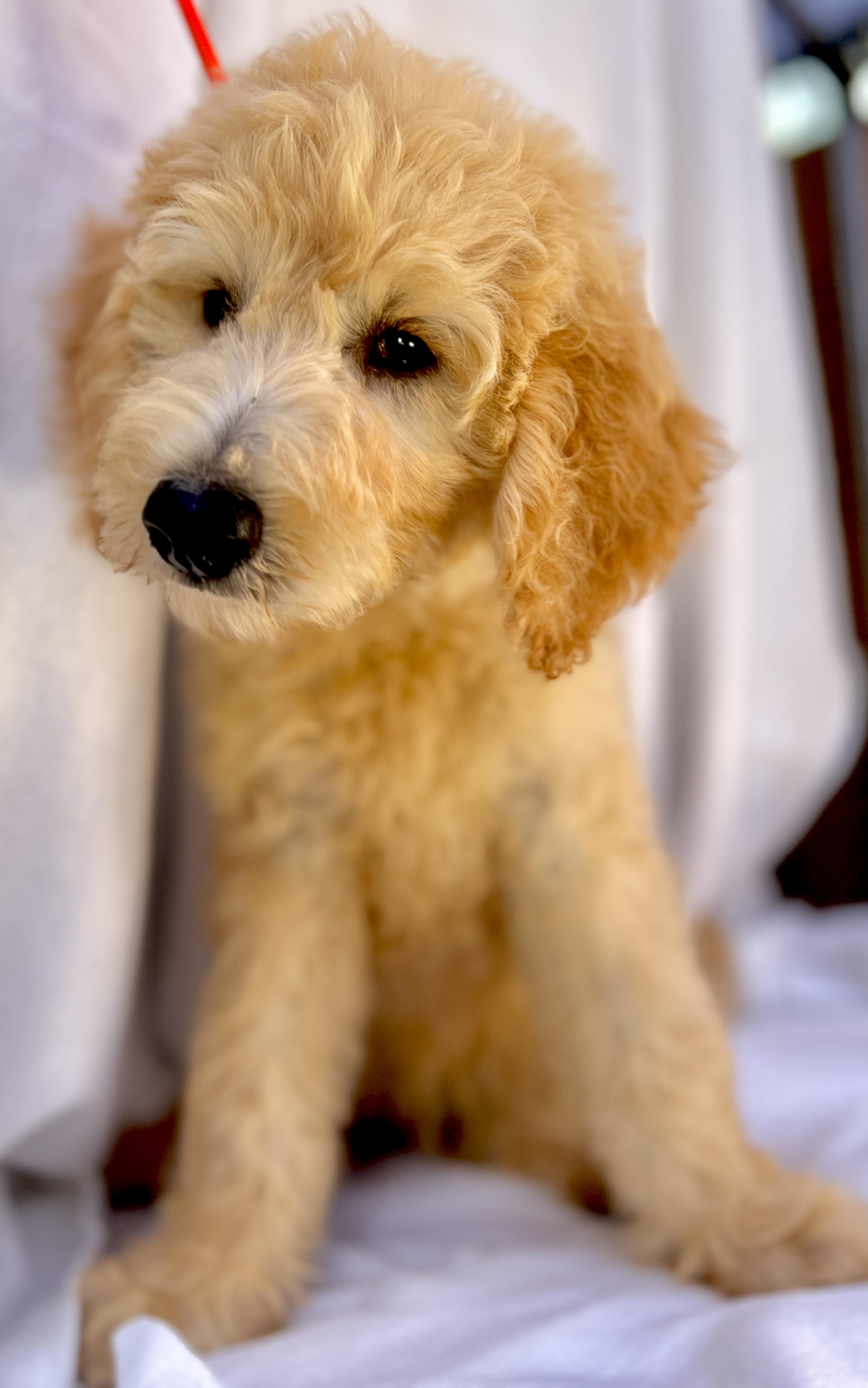 Gem, an adoptable Goldendoodle in Hawthorne, CA, 90250 | Photo Image 1
