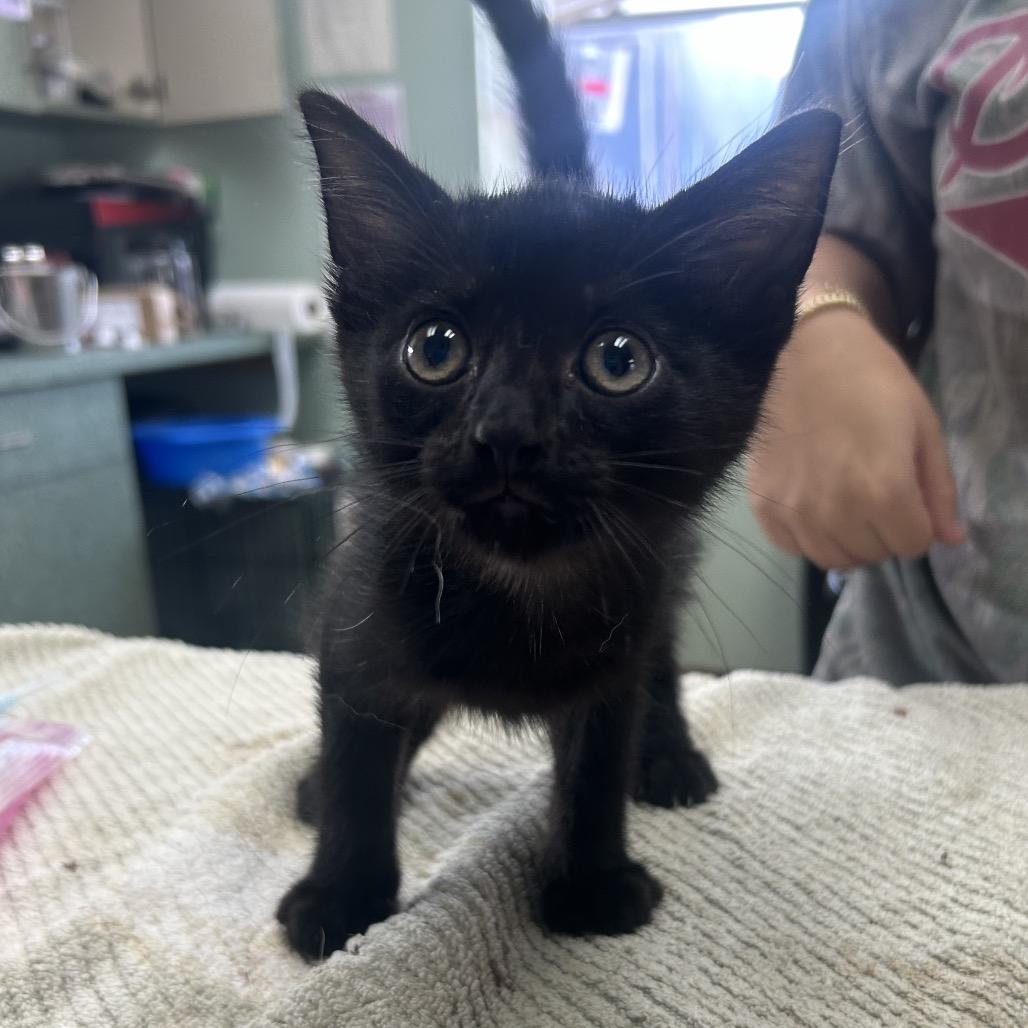 Enlarge Ranchero, a Adoptable Domestic Short Hair in West Point, MS image 1/1
