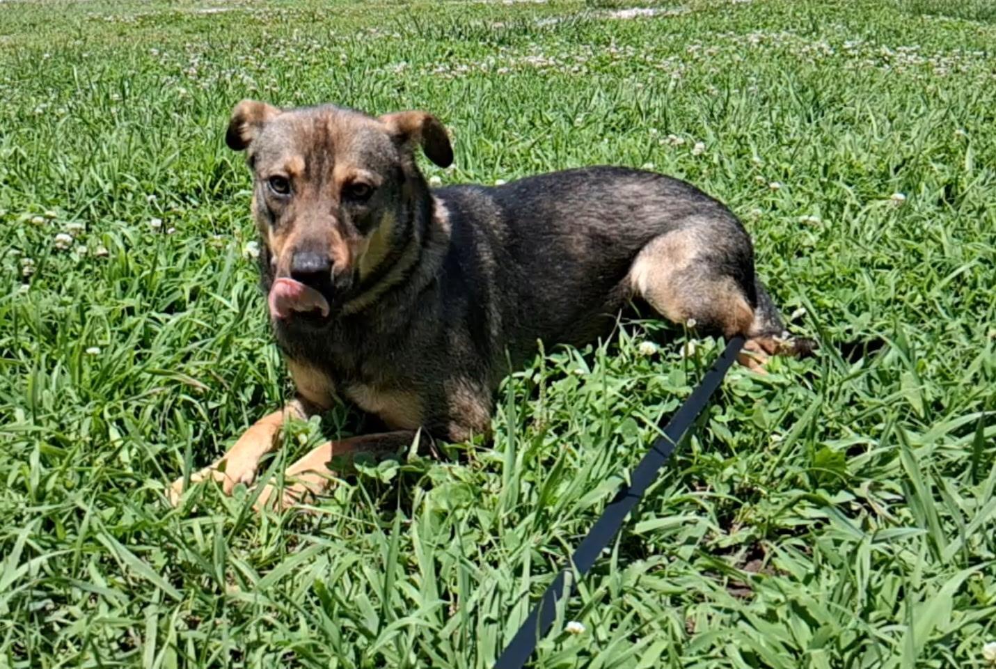 Enlarge Tasha, a ADOPTABLE mixed breed in Hillsboro, MO image 1/1