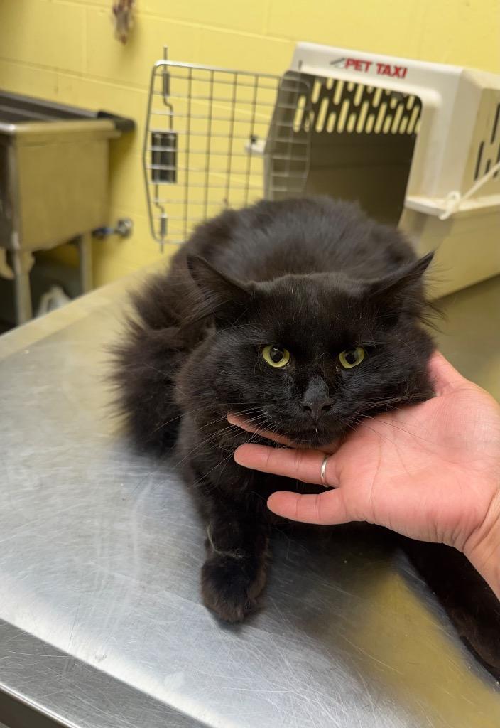 Spooks, Adopted, Young Male Domestic Short Hair.