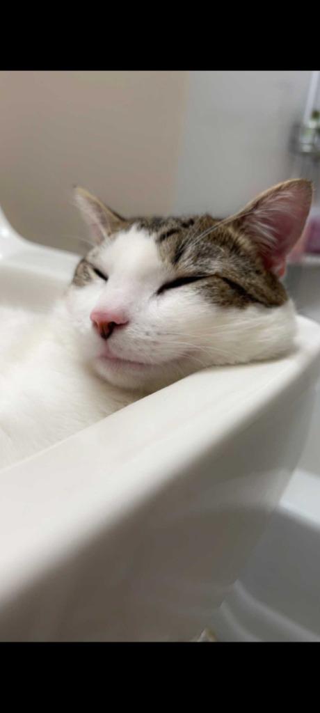 Wiz, Adoptable, Adult Male Domestic Short Hair.