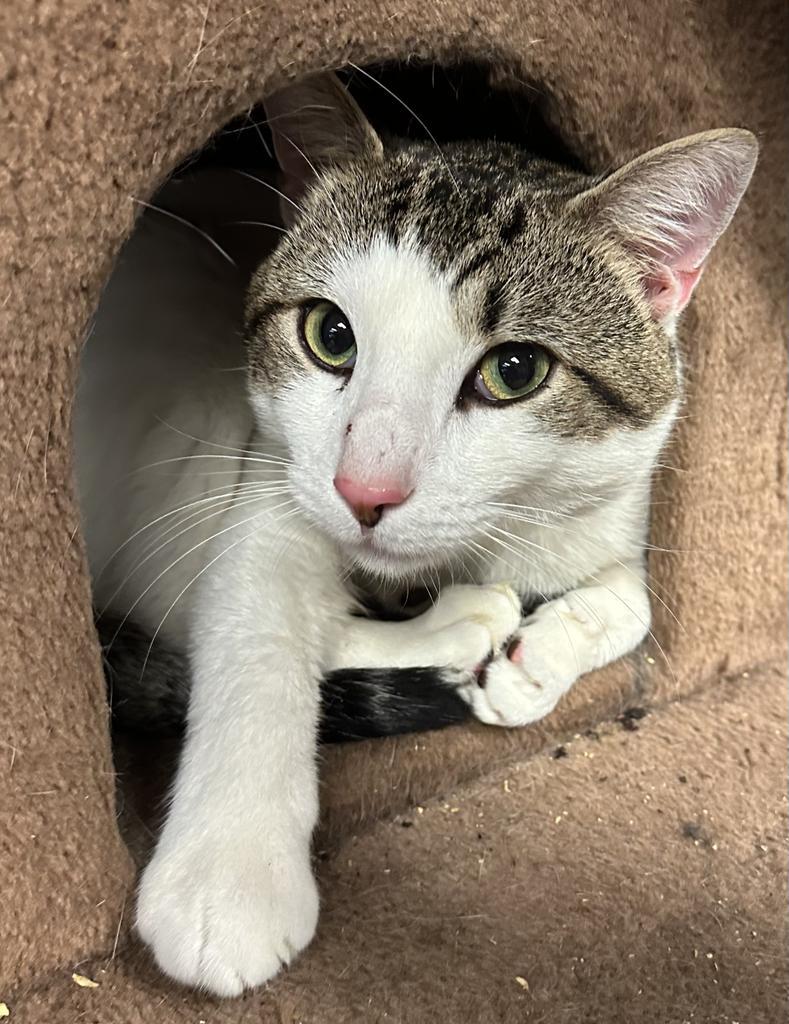 Wiz, a Adoptable mixed breed in LIberty, NY image 2/2