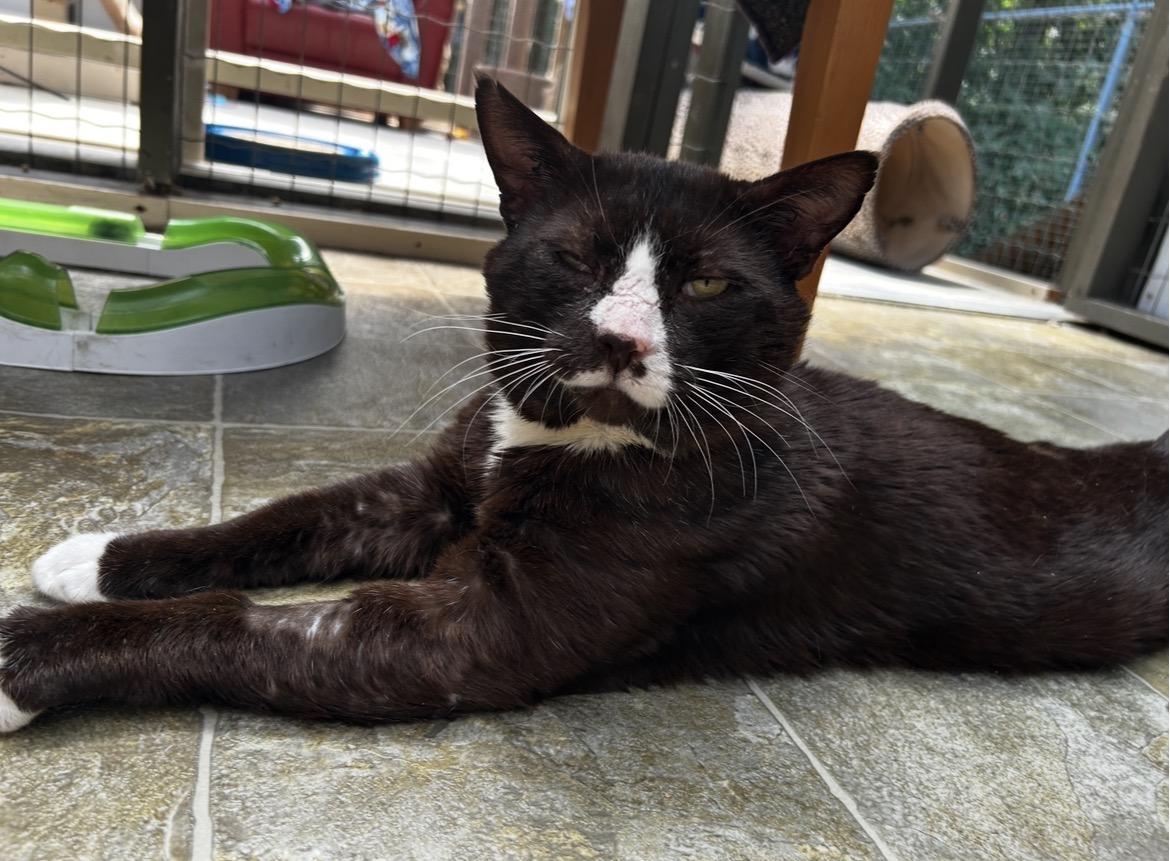 Enlarge Eggs Benny, an adopted Domestic Short Hair in Maple Ridge, BC image 3/6