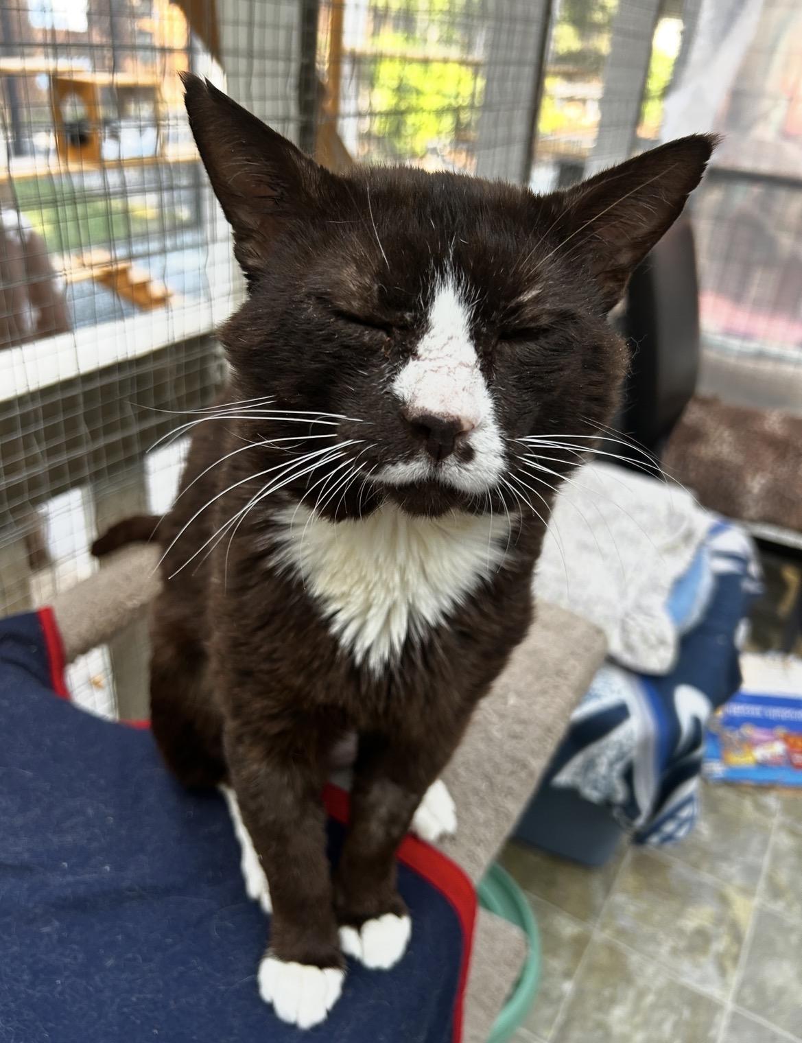 Enlarge Eggs Benny, an adopted Domestic Short Hair in Maple Ridge, BC image 6/6