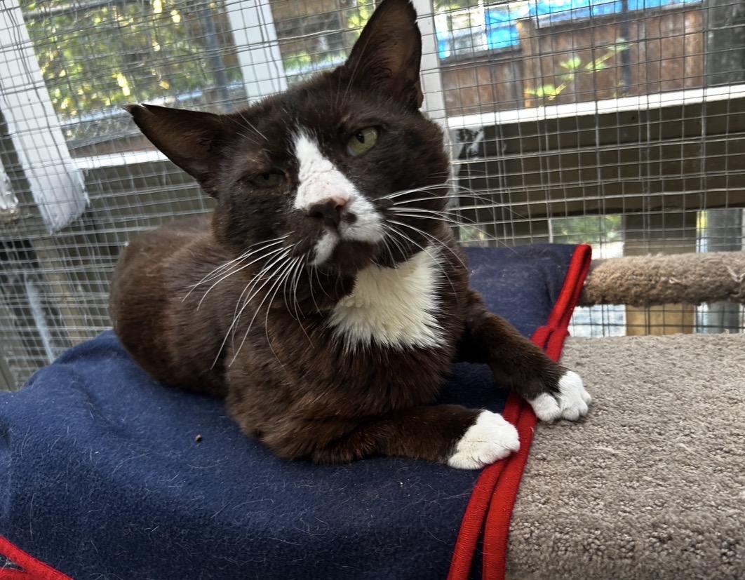 Enlarge Eggs Benny, an adopted Domestic Short Hair in Maple Ridge, BC image 2/6