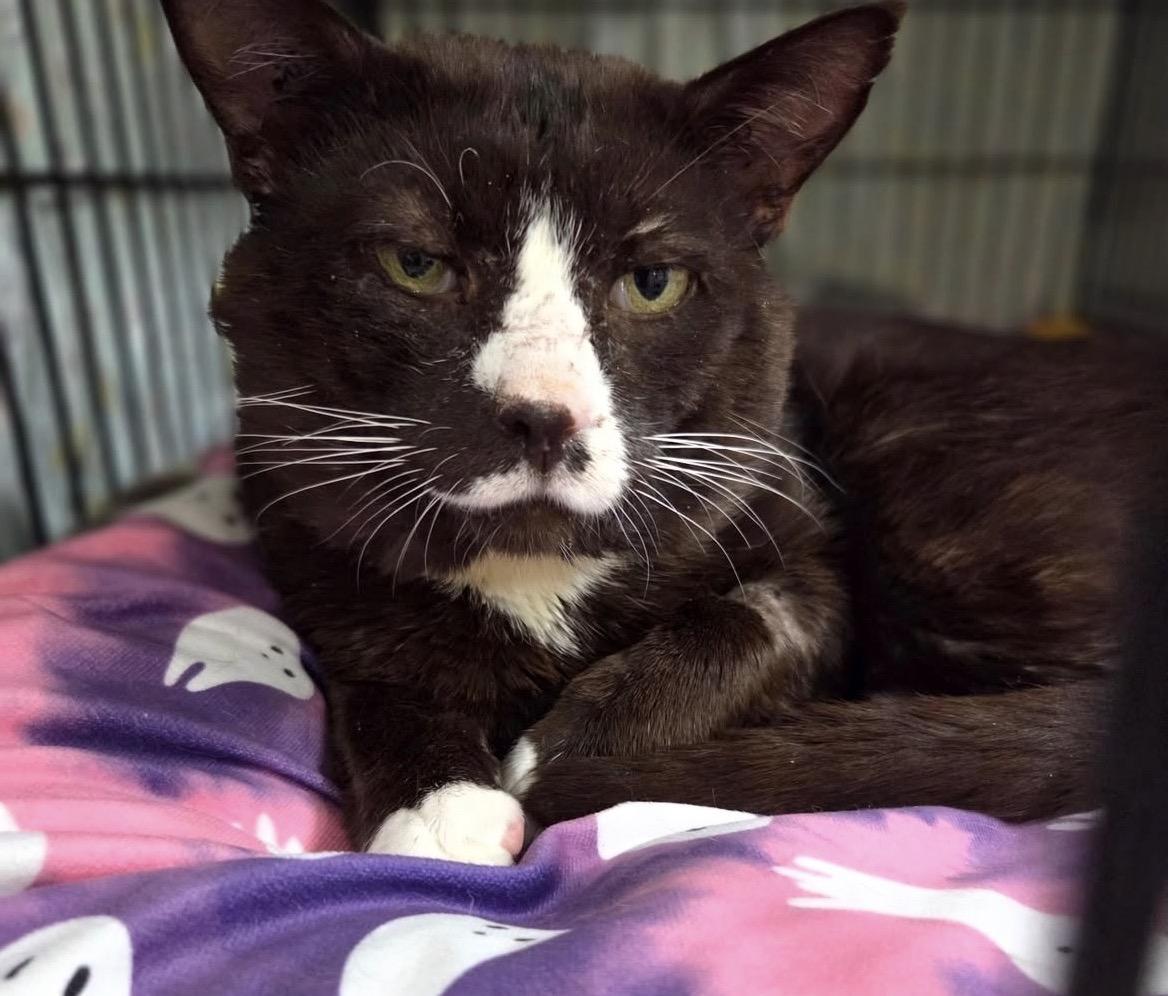 Enlarge Eggs Benny, an adopted Domestic Short Hair in Maple Ridge, BC image 5/6