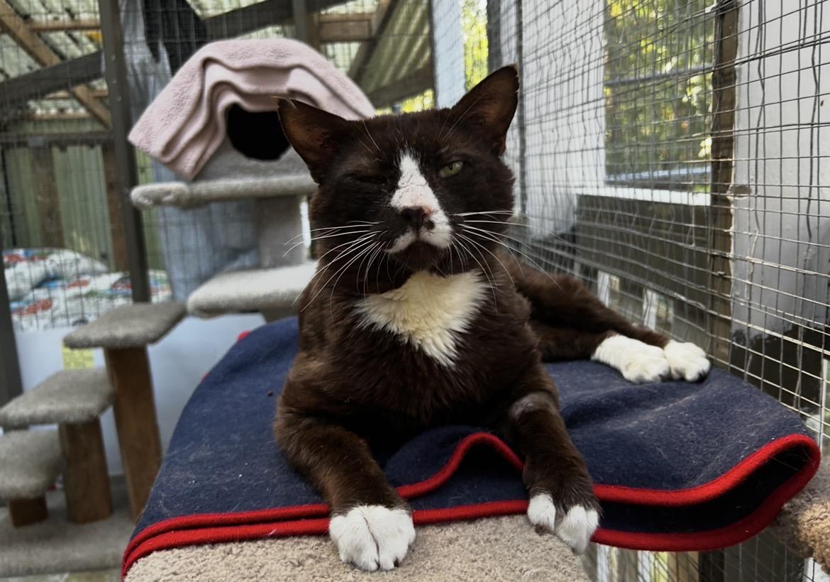 Enlarge Eggs Benny, an adopted Domestic Short Hair in Maple Ridge, BC image 4/6