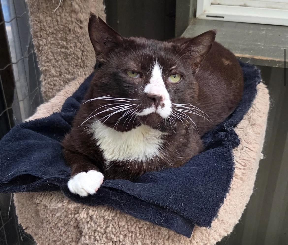 Eggs Benny, adopted, Adult Male Domestic Short Hair.