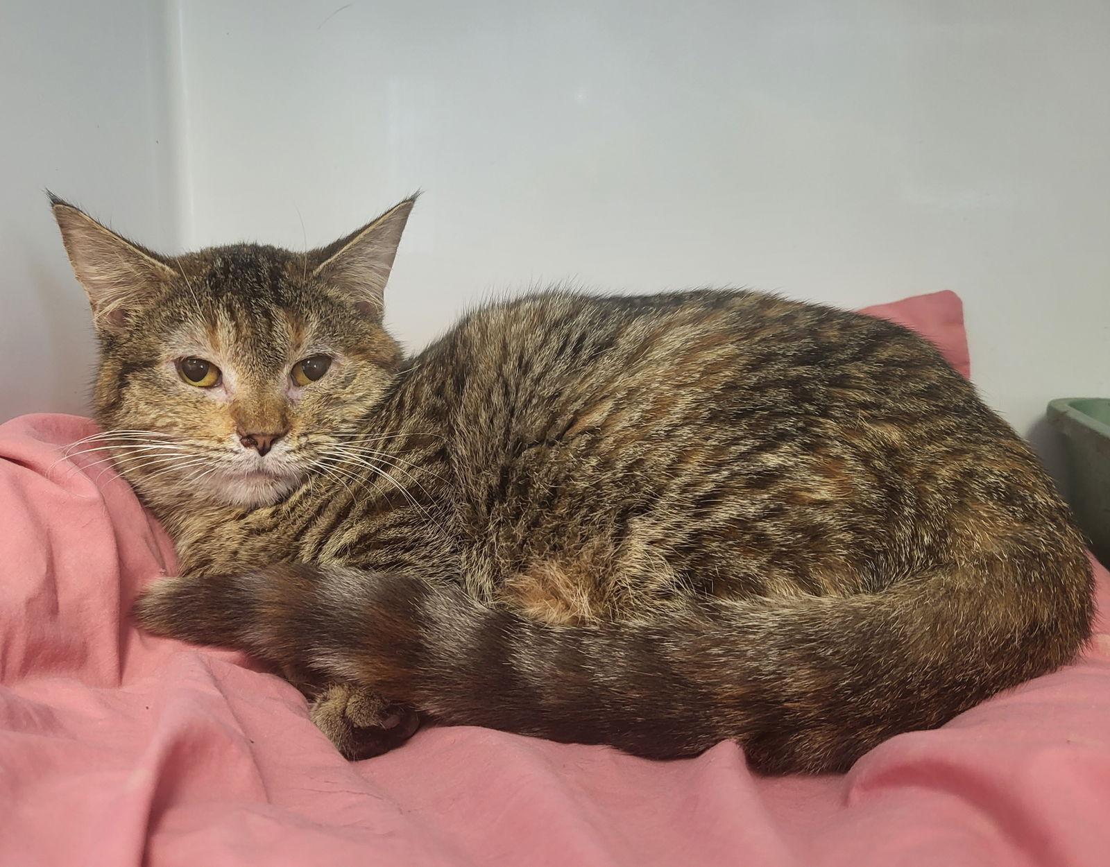 Enlarge Yvonne, a Adoptable mixed breed in Iroquois, IL image 1/1