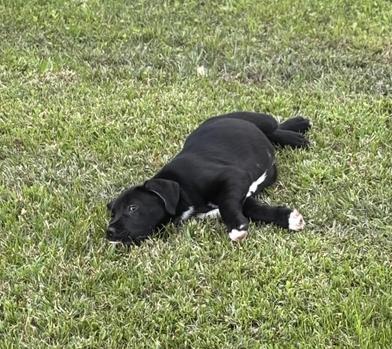 Thor — thumbnail 2