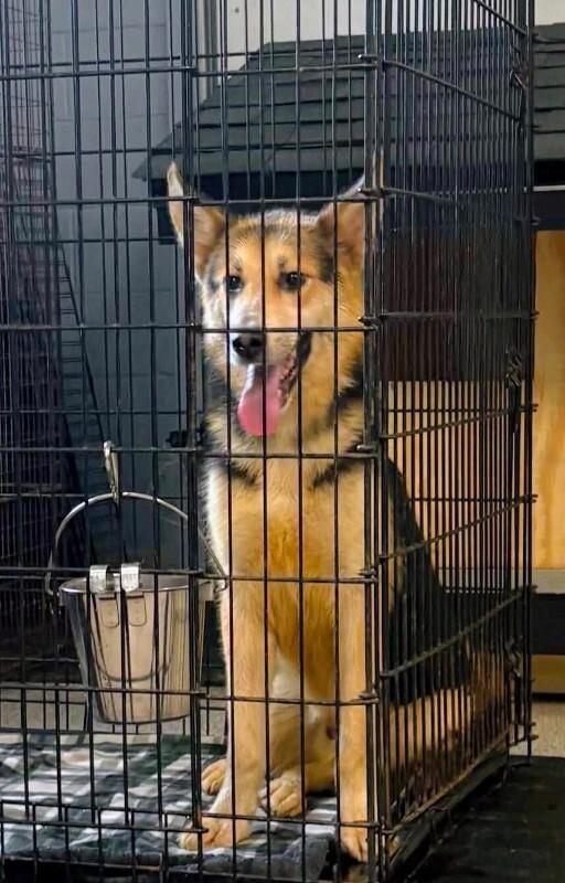 Nox, Adoptable, Young Male German Shepherd Dog & Husky.
