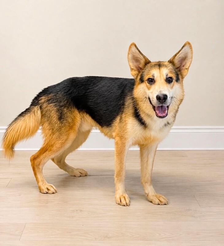 Nox, a Adoptable mixed breed in Georgetown, OH image 2/2