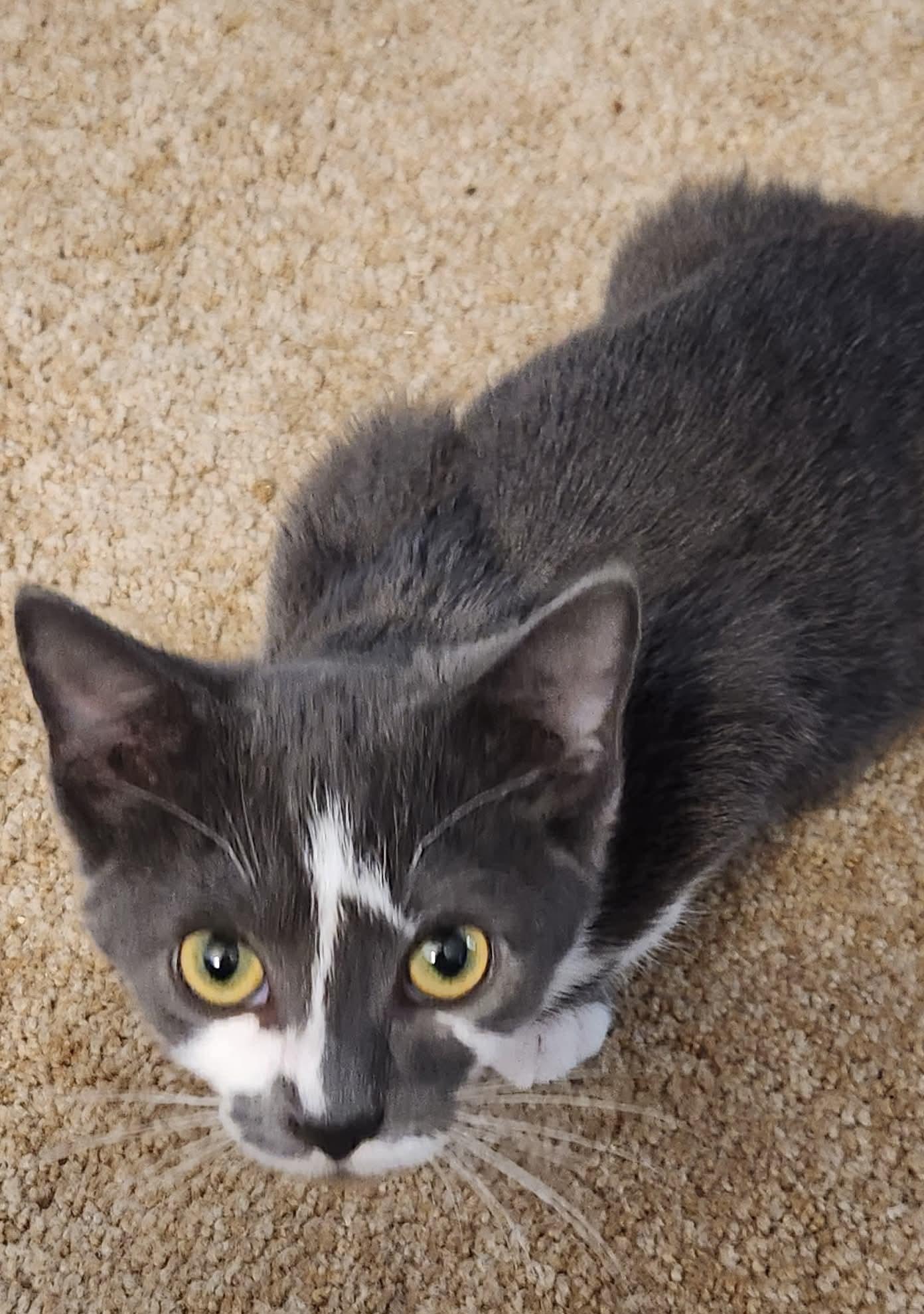 Enlarge Ash, an adoptable Domestic Short Hair in Blue Springs, MO image 3/6