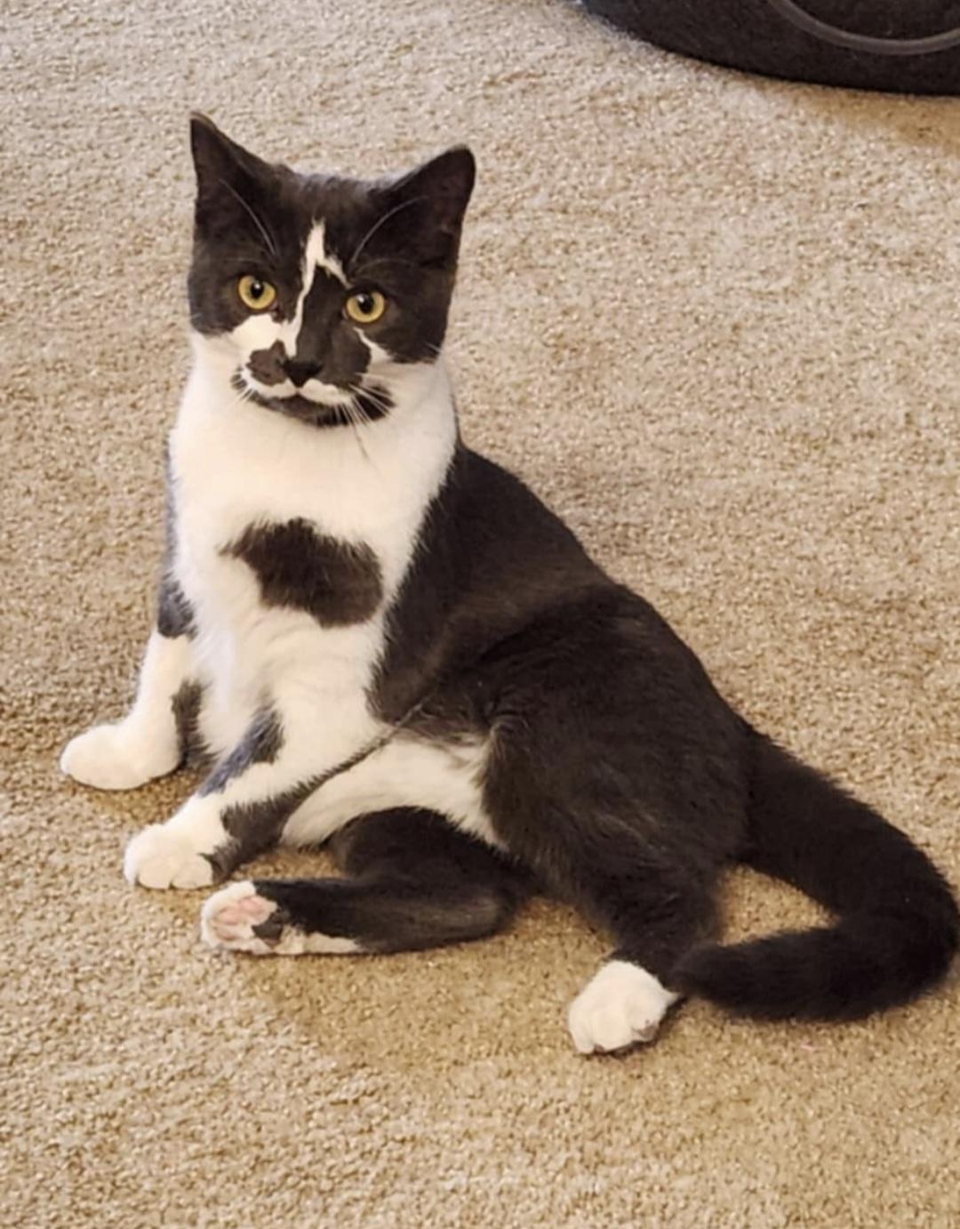 Ash, adoptable, Young Male Domestic Short Hair.