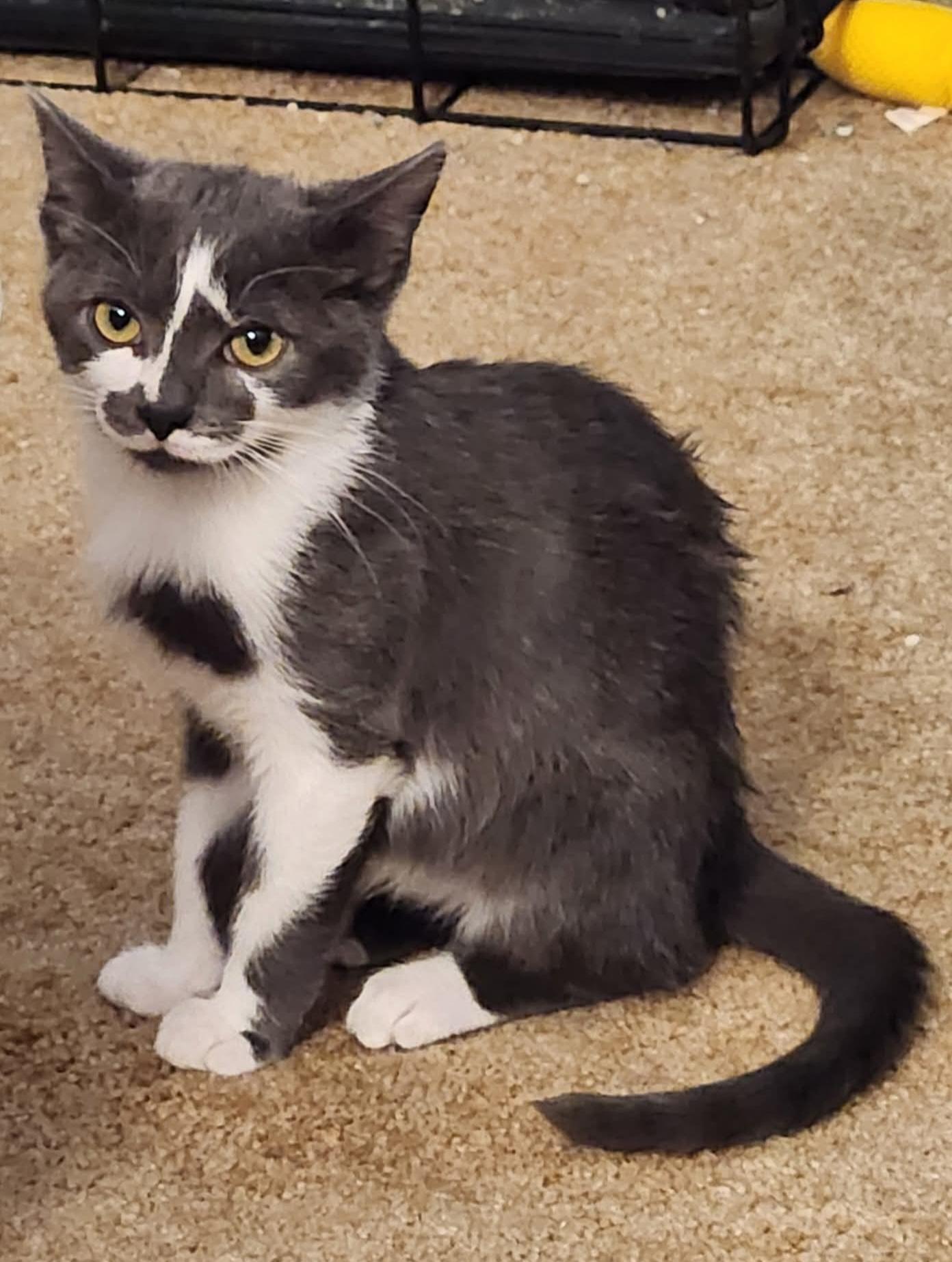 Enlarge Ash, an adoptable Domestic Short Hair in Blue Springs, MO image 2/6