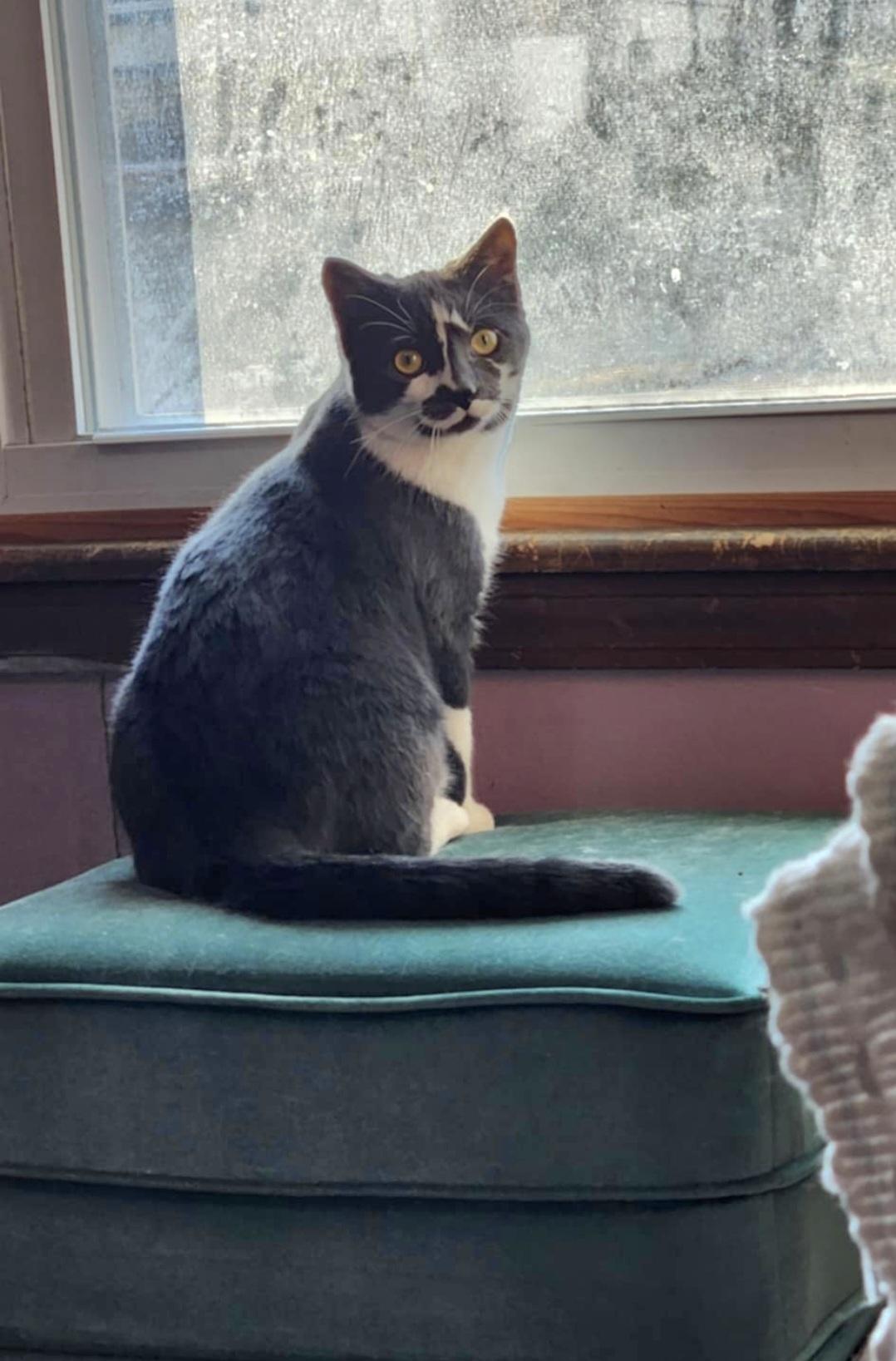 Enlarge Ash, an adoptable Domestic Short Hair in Blue Springs, MO image 6/6