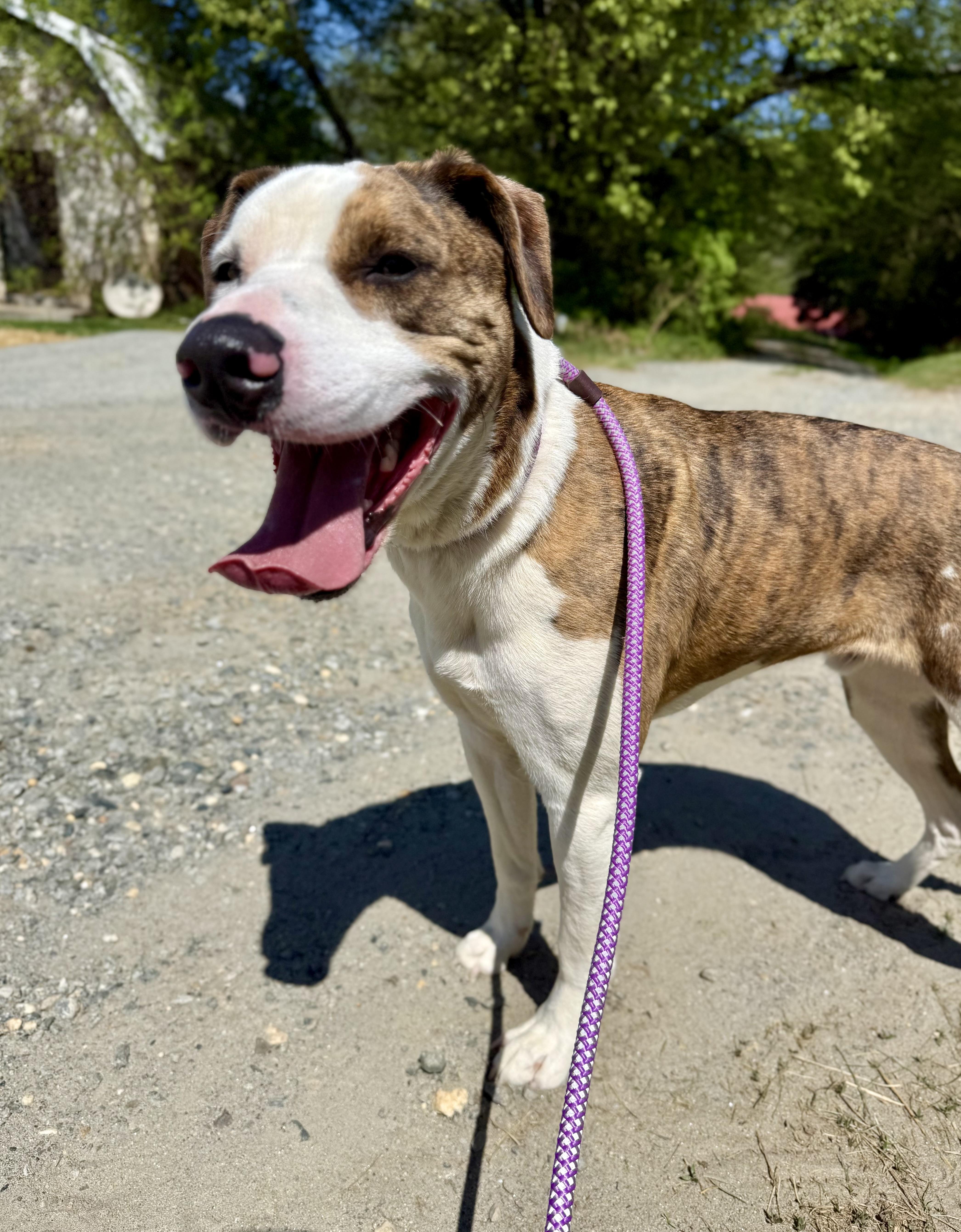 Enlarge Sacko, a ADOPTABLE mixed breed in sparta, NC image 4/4