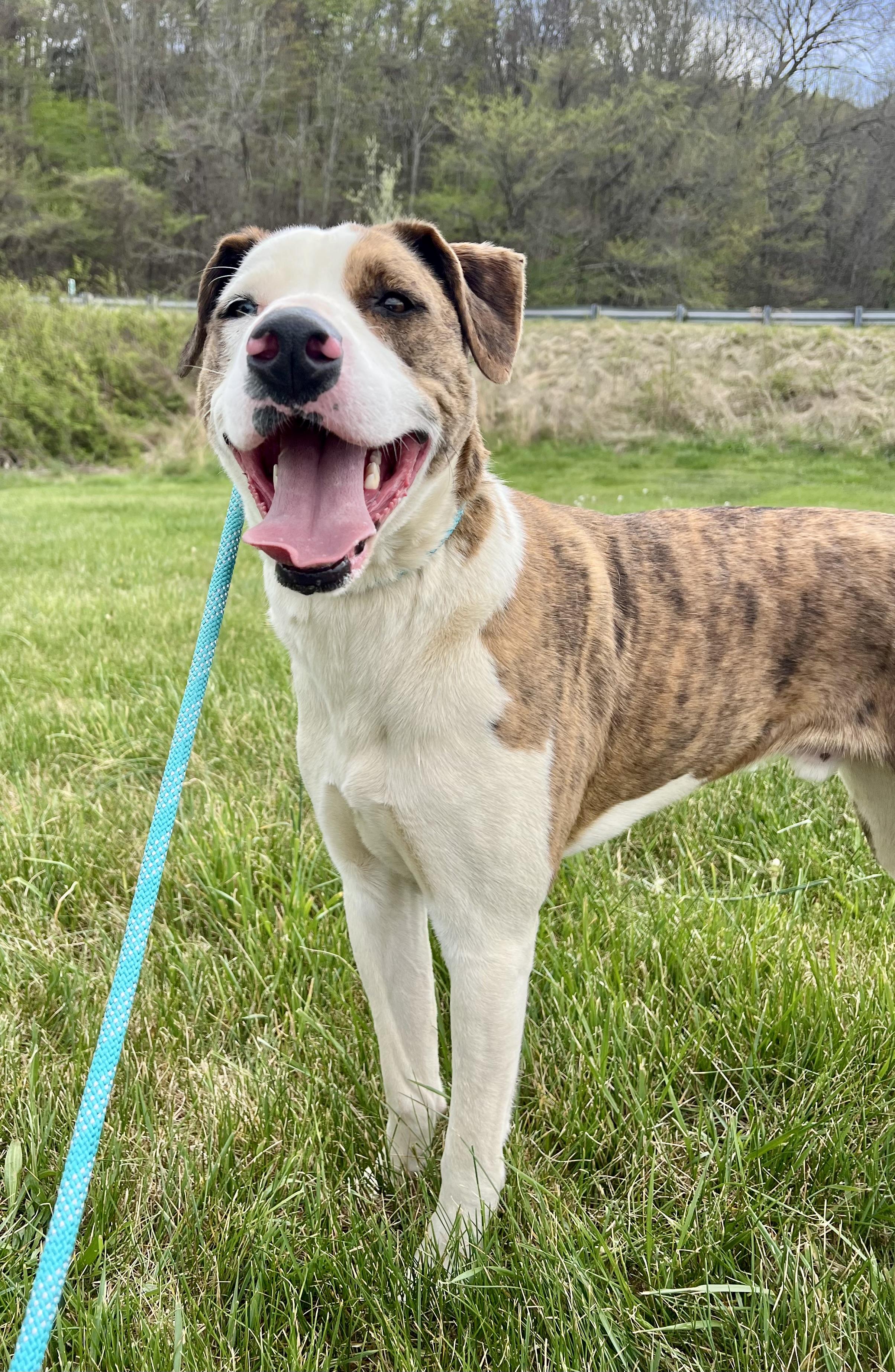 Enlarge Sacko, a ADOPTABLE mixed breed in sparta, NC image 2/4