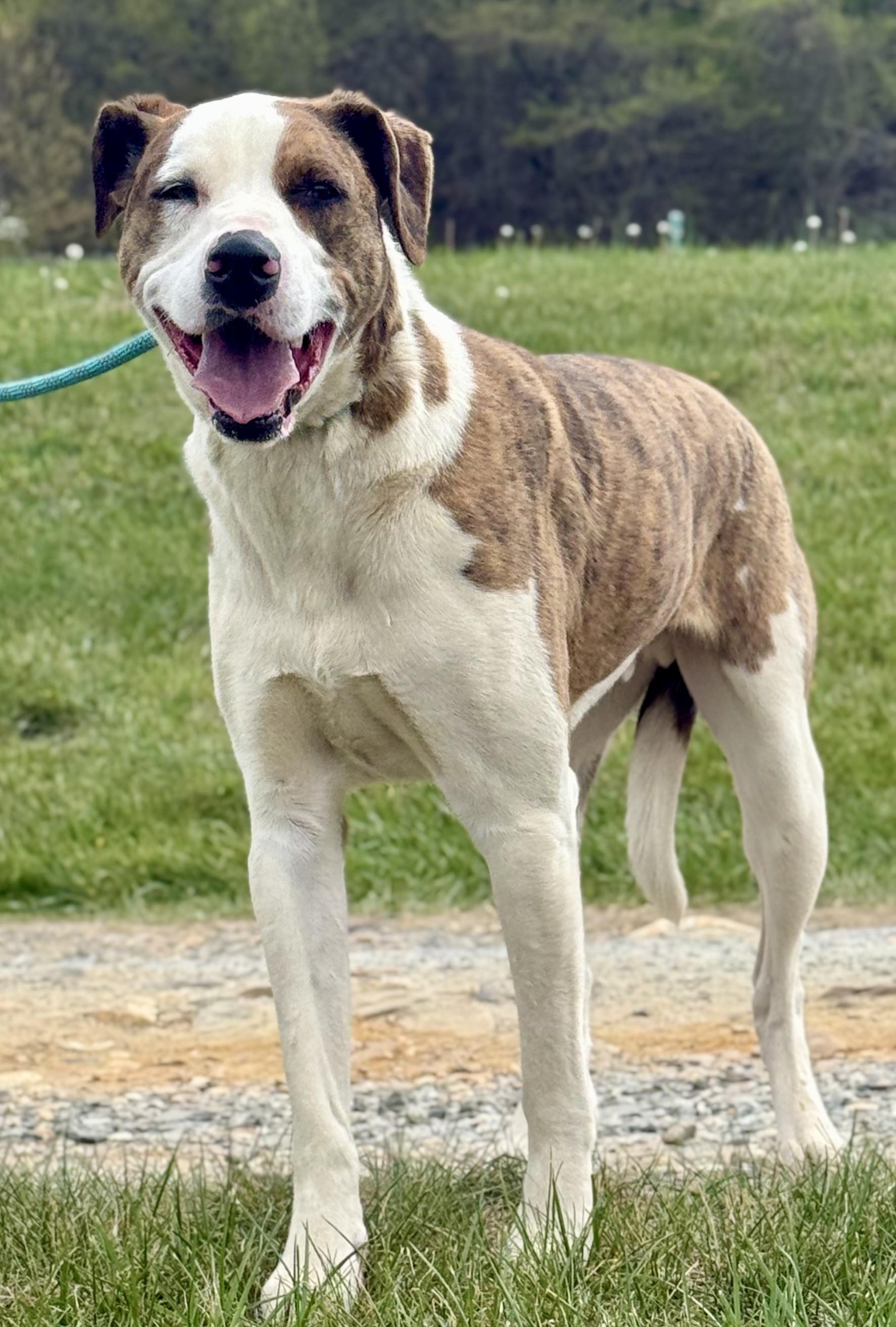 Enlarge Sacko, a ADOPTABLE mixed breed in sparta, NC image 3/4