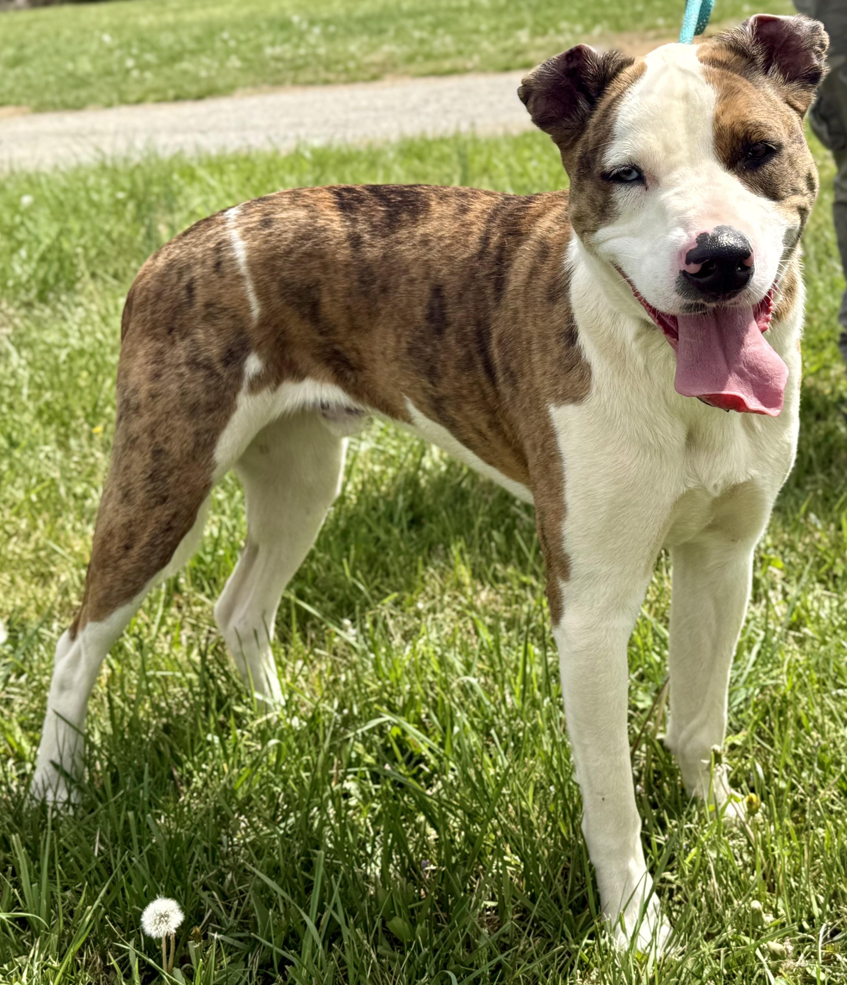 Sacko, ADOPTABLE, Young Male Catahoula Leopard Dog & Boxer.