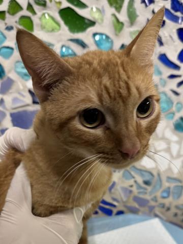 FISH STICK, Adoptable, Young Male Domestic Short Hair.