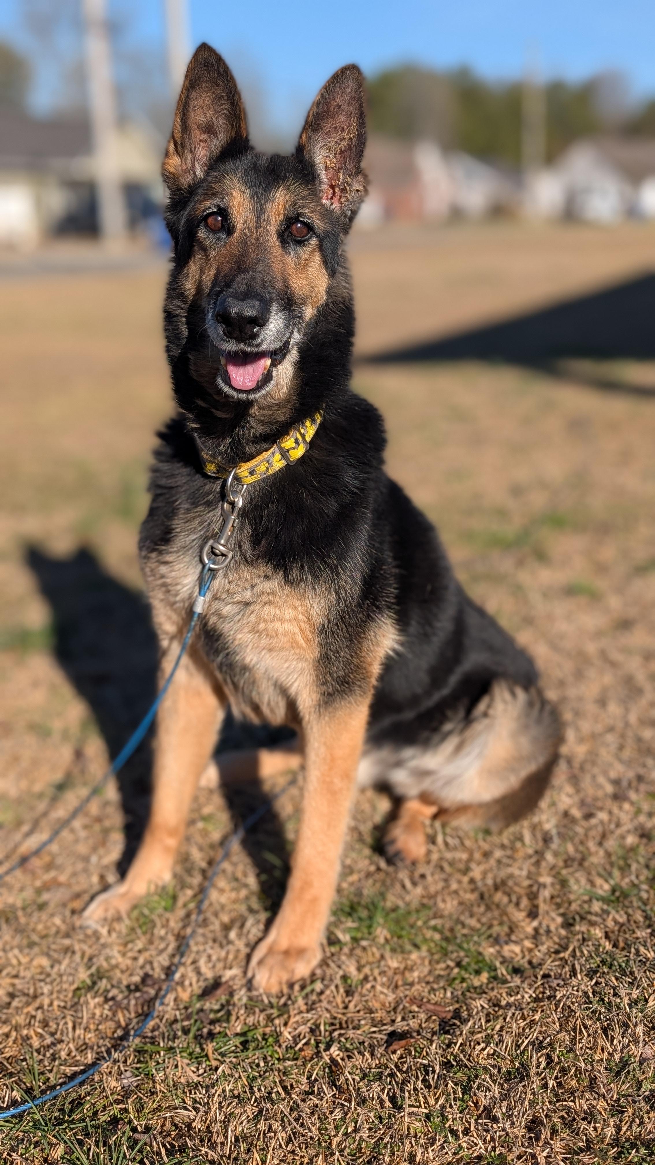 Enlarge Suki, a ADOPTABLE German Shepherd Dog in Joppa, AL image 2/5