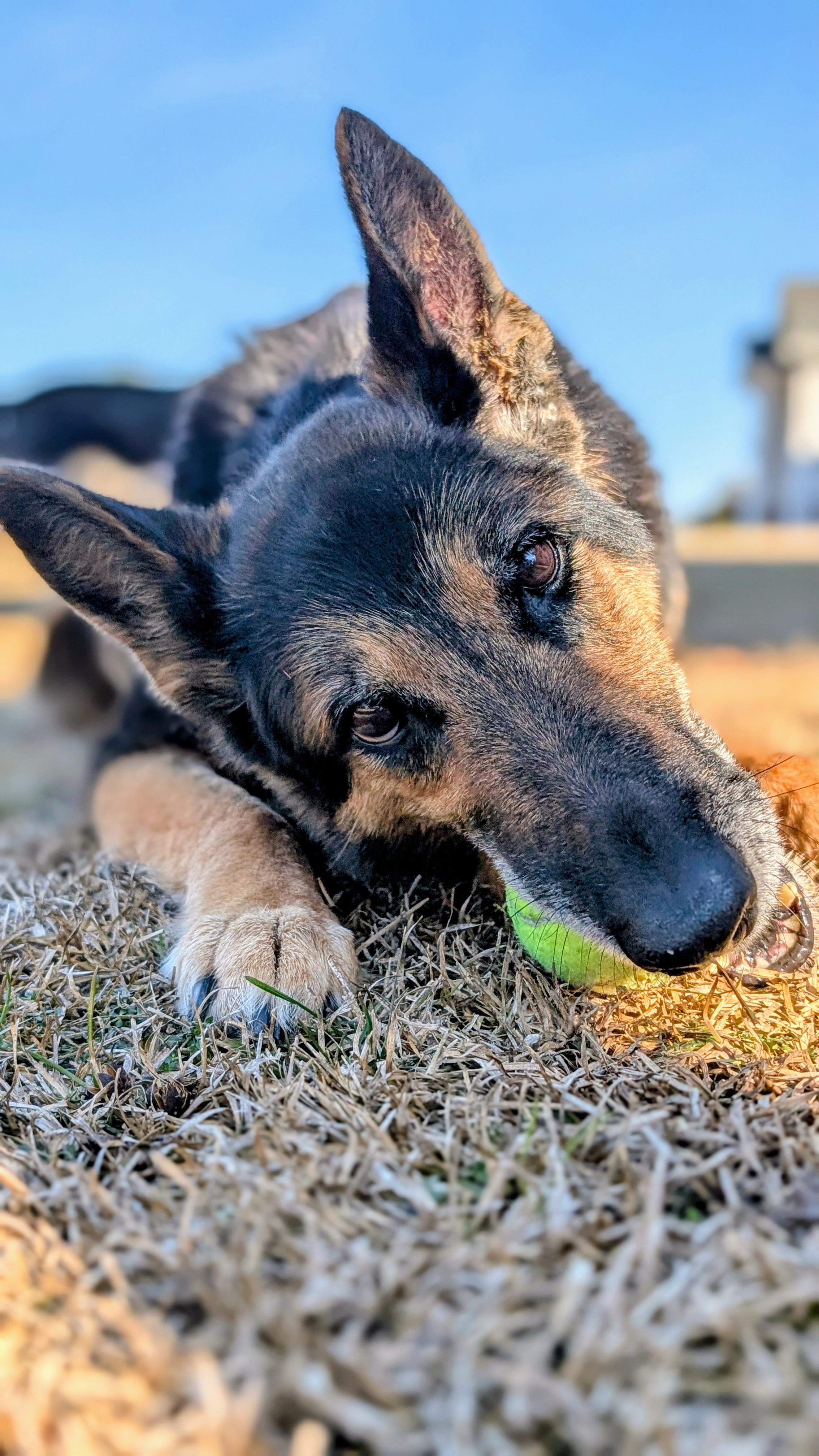 Enlarge Suki, a ADOPTABLE German Shepherd Dog in Joppa, AL image 5/5