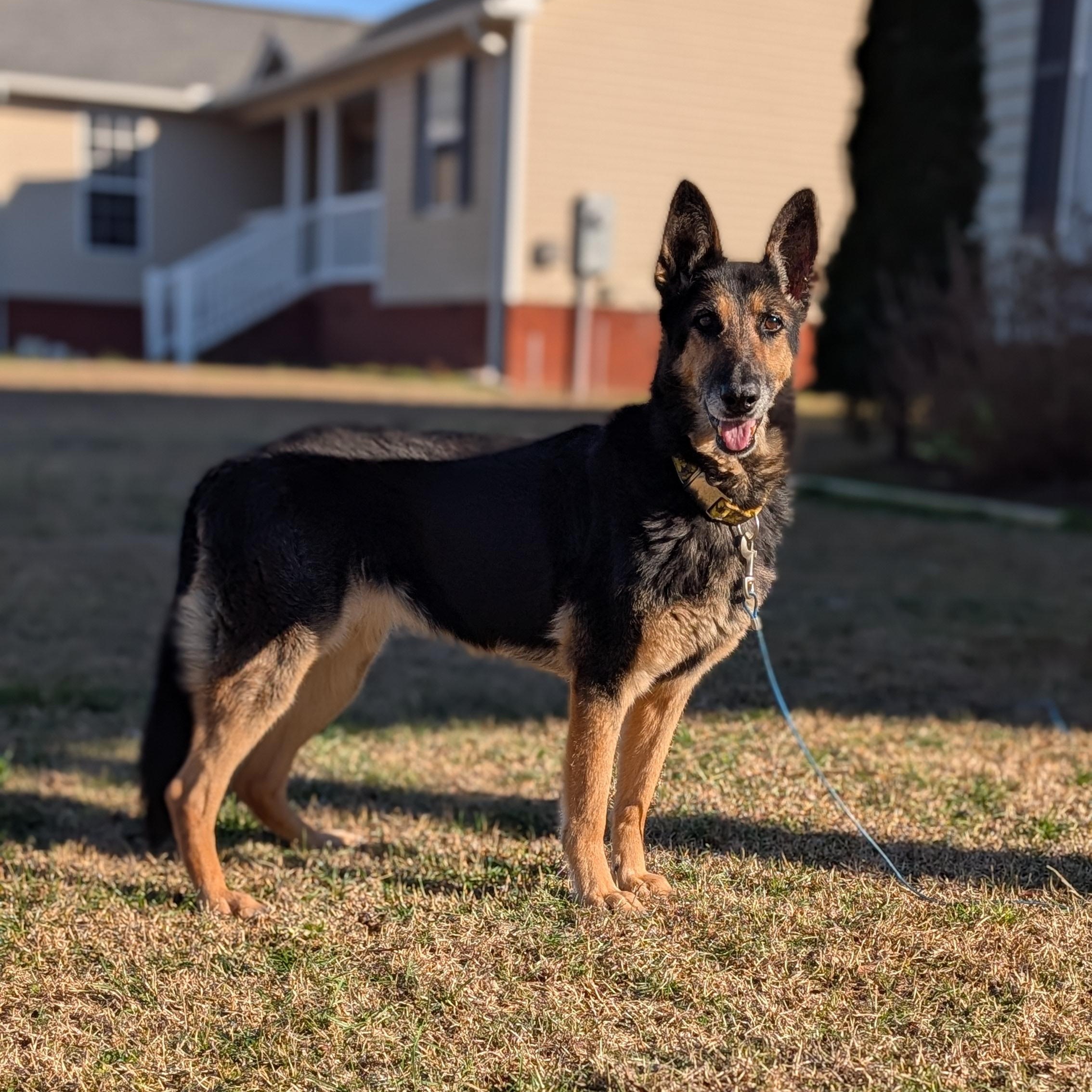 Enlarge Suki, a ADOPTABLE German Shepherd Dog in Joppa, AL image 3/5