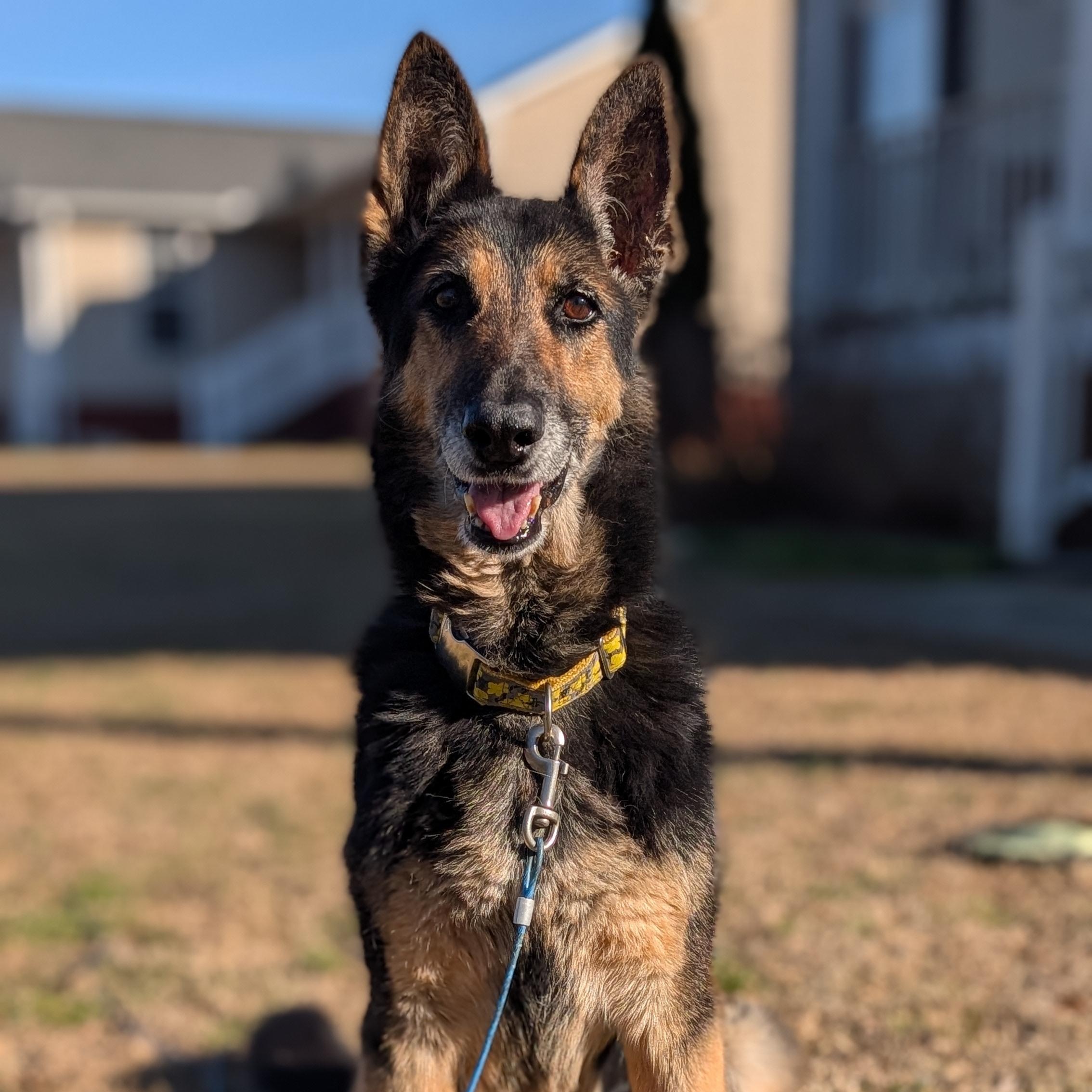 Suki, ADOPTABLE, Senior Female German Shepherd Dog.