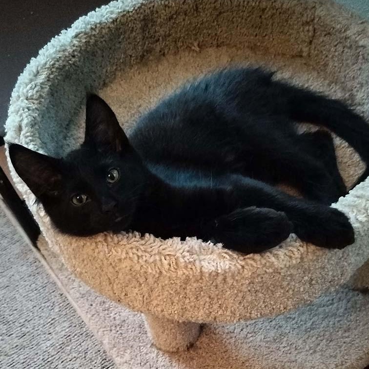 Levi, Baby Male Domestic Short Hair