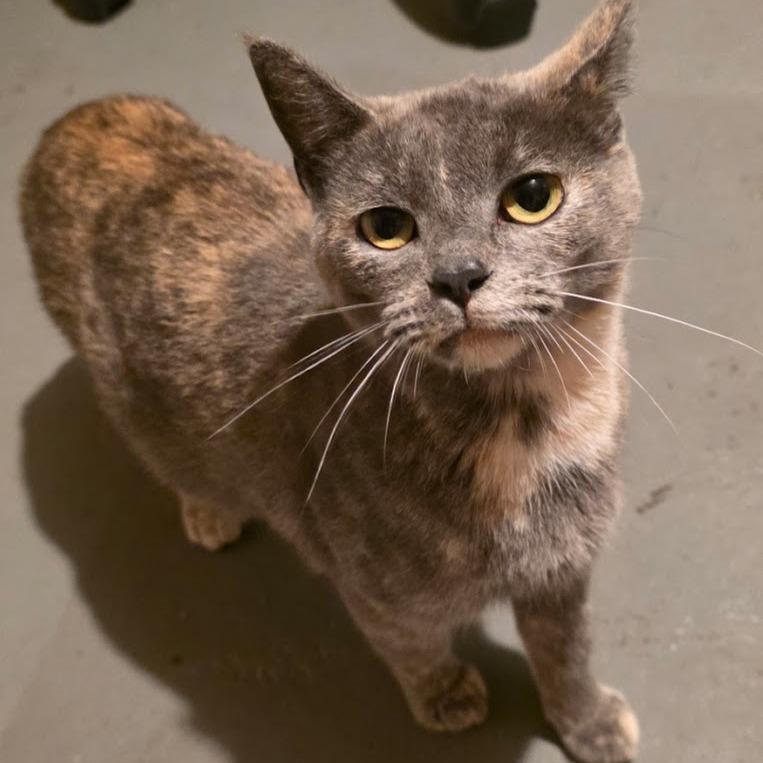 Zaphyra, Adoptable, Adult Female Domestic Short Hair.