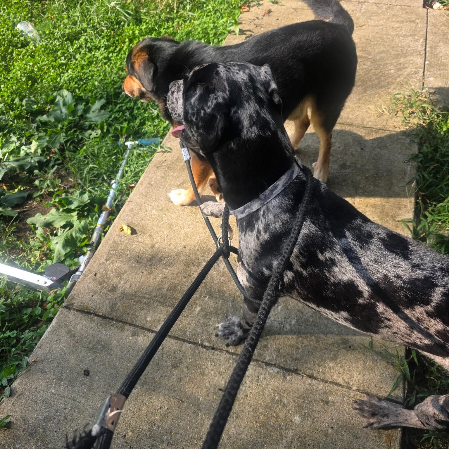 Enlarge Sarge, a Adoptable Catahoula Leopard Dog in Burlington, VT image 2/3