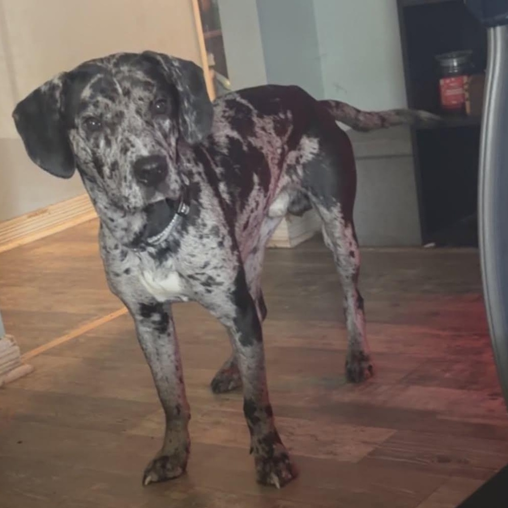 Sarge, Adoptable, Young Male Catahoula Leopard Dog.