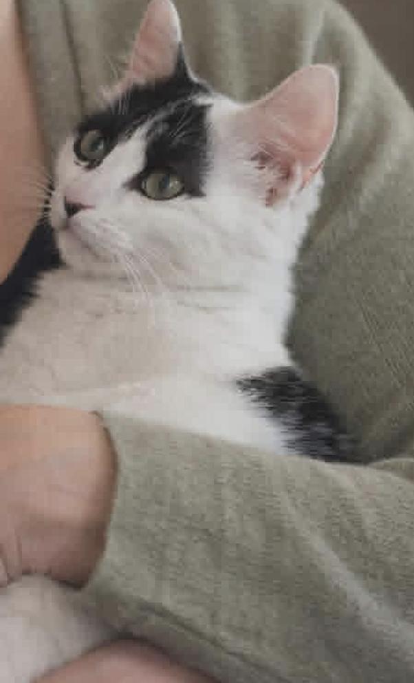 Dale, Adoptable, Kitten Female Domestic Short Hair.