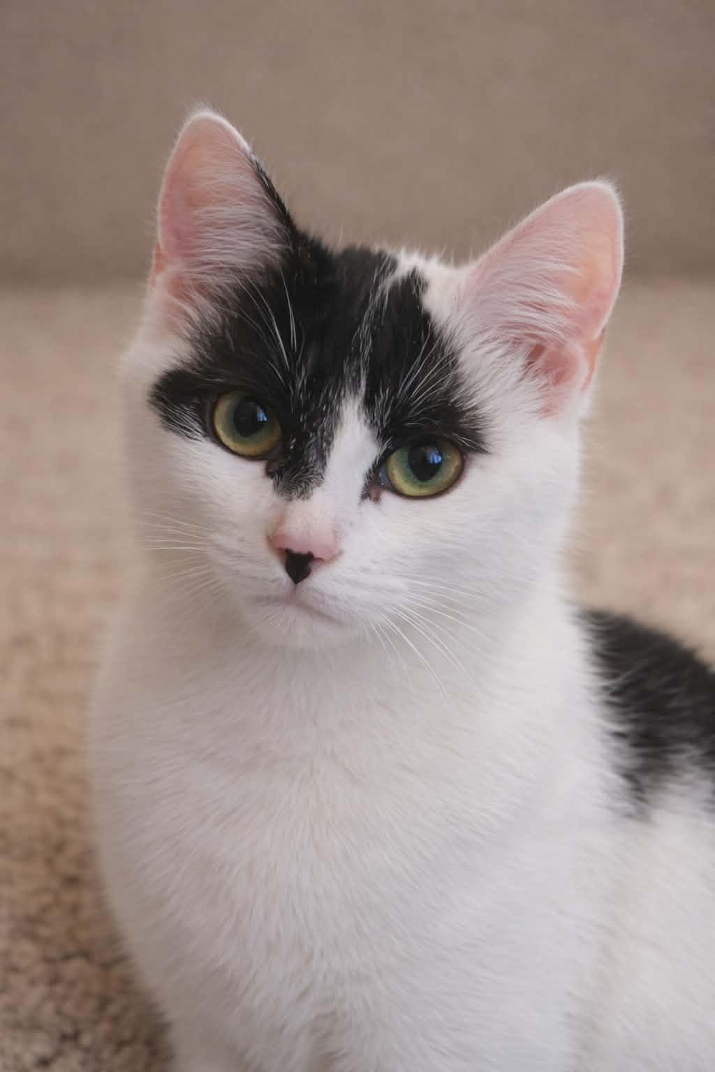 Dale, a Adoptable Domestic Short Hair in Mankato, MN image 3/3