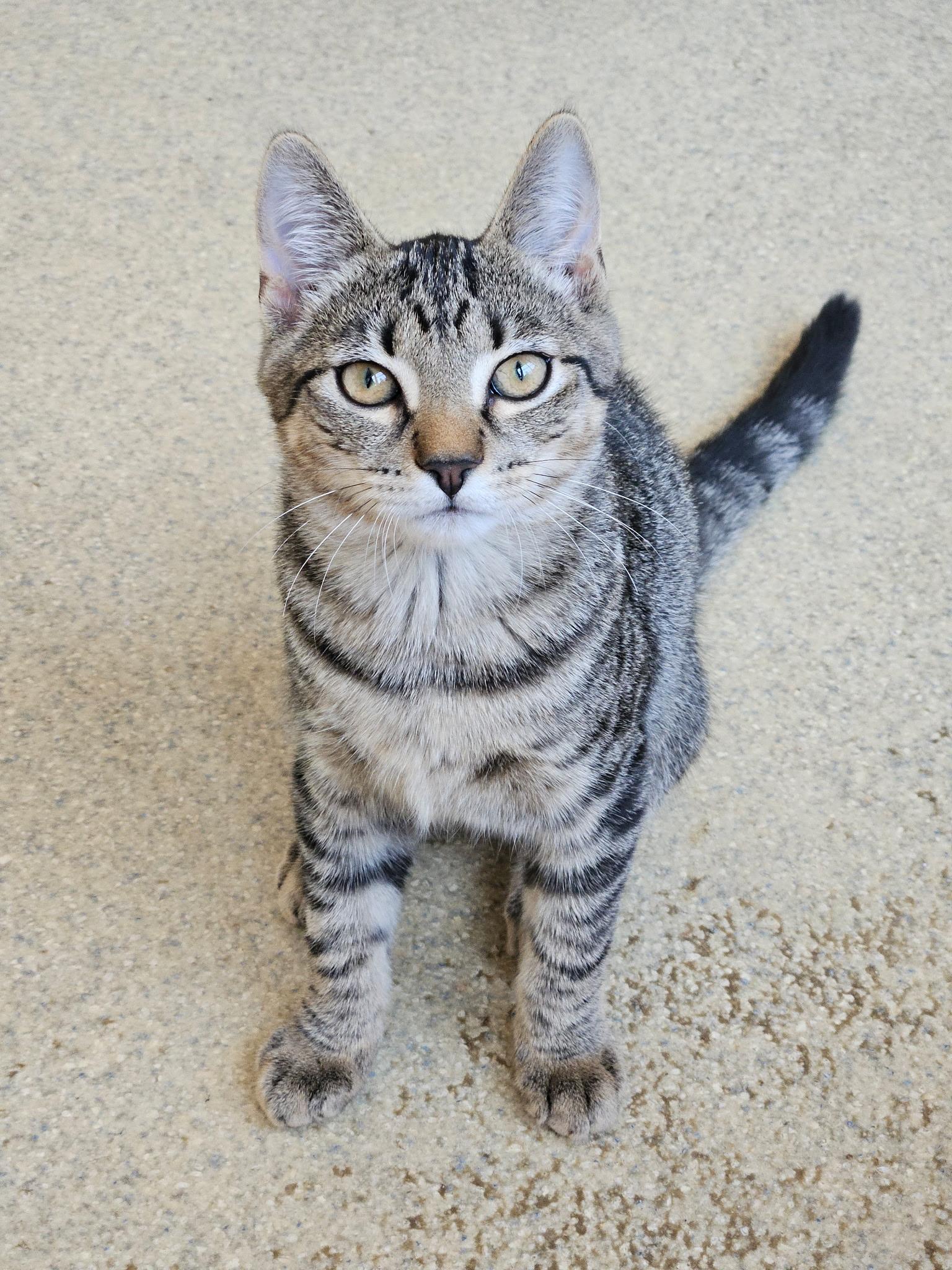 Enlarge Mocha, a Adopted Domestic Short Hair in Westbrook, CT image 3/4