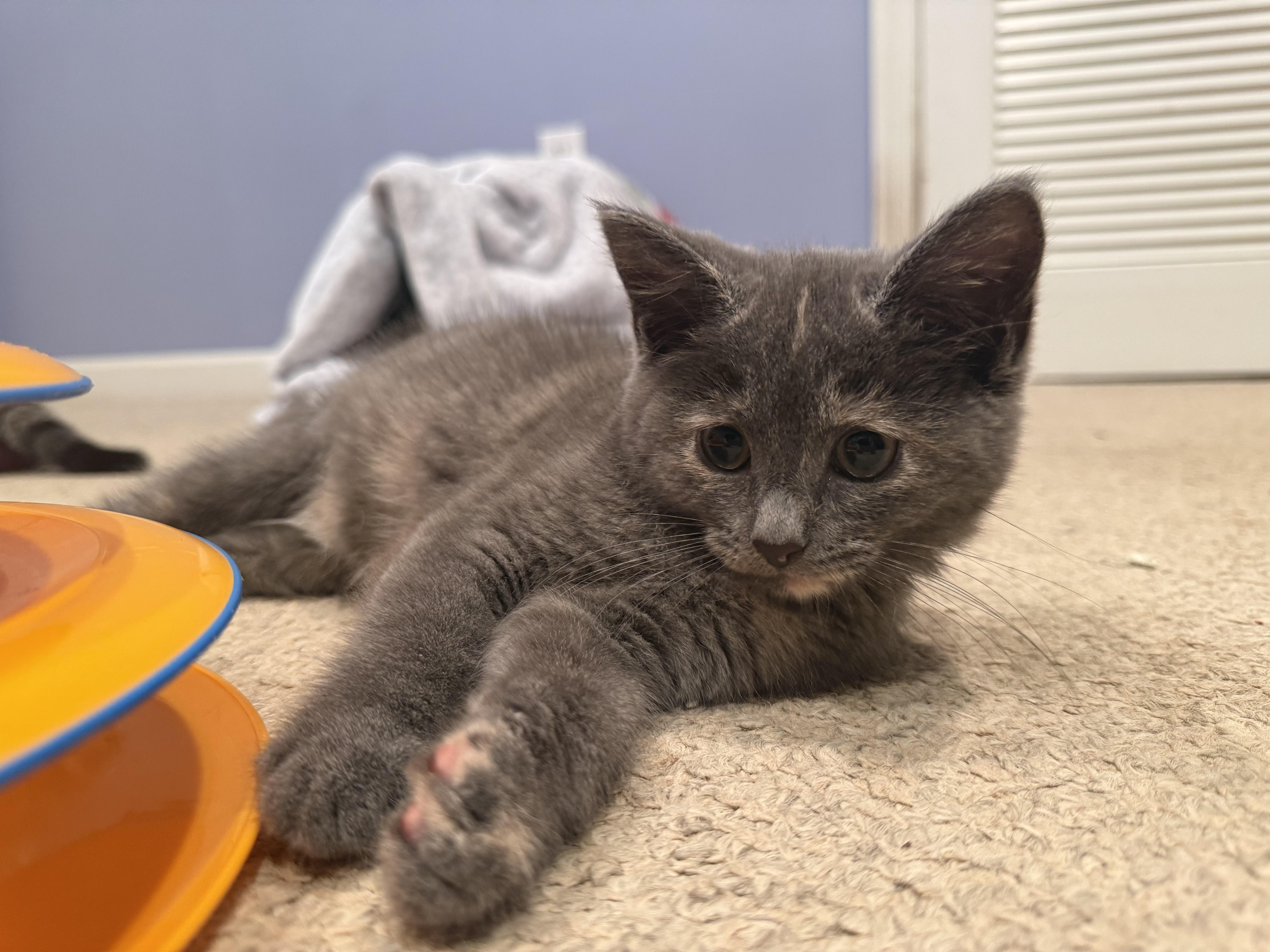 Mocha & Bambi, a ADOPTABLE Domestic Short Hair in Westbrook, CT image 6/6