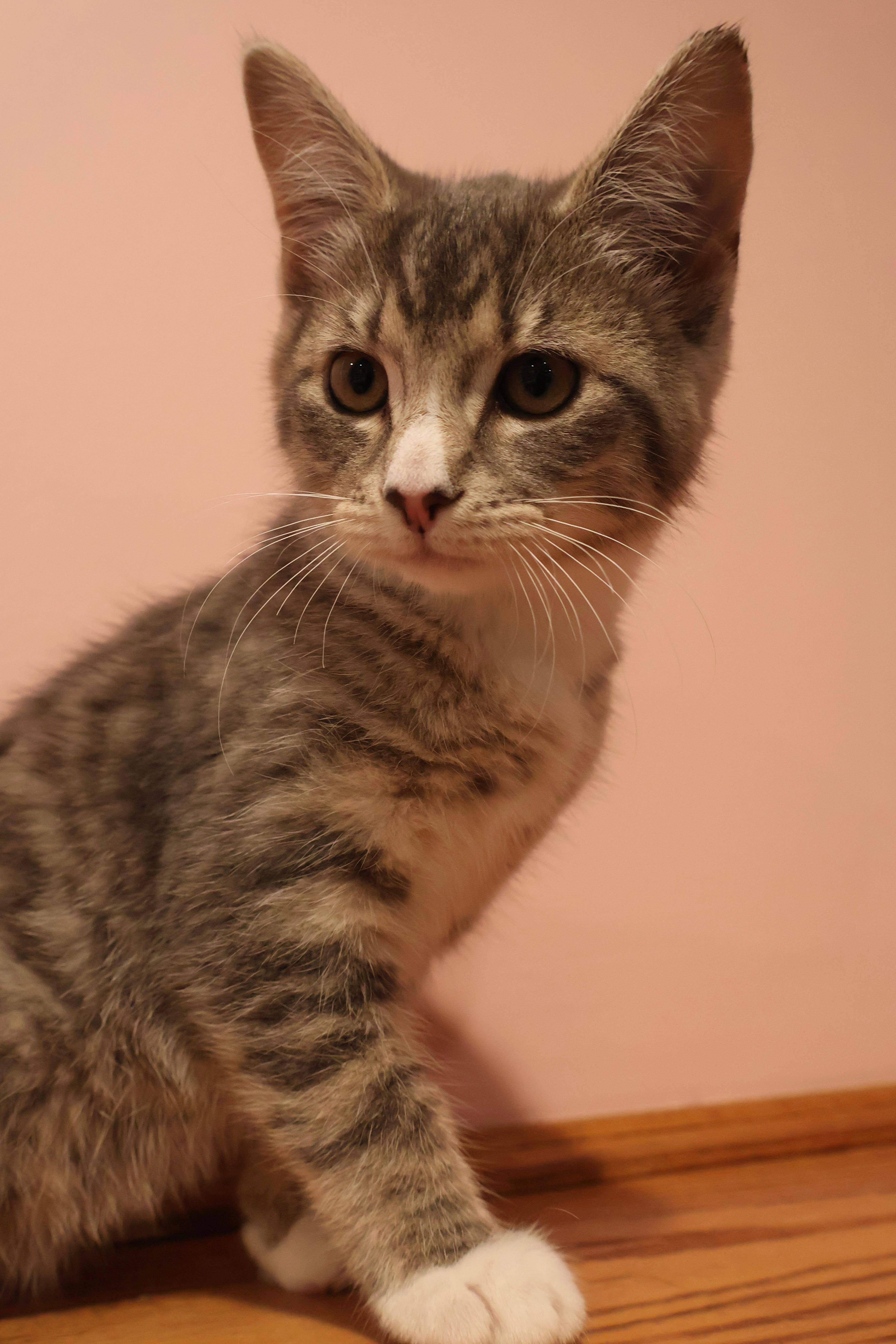 Kittens Kimmy, Timmy and Mocha, a ADOPTABLE Domestic Short Hair in Westbrook, CT image 3/6