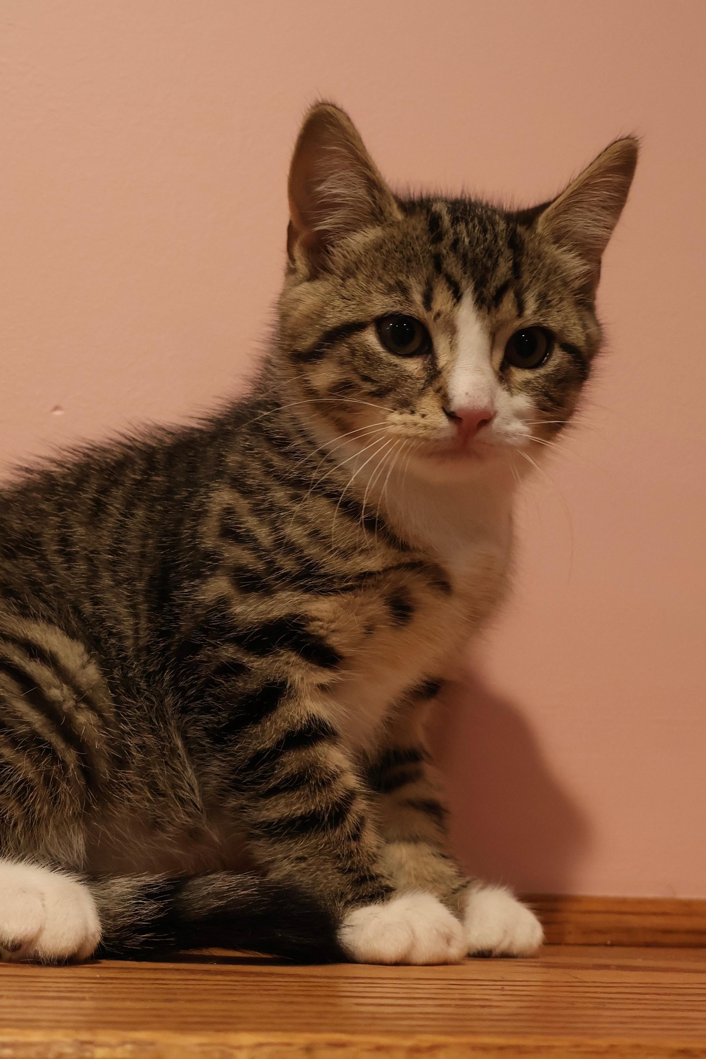 Kittens Kimmy, Timmy and Mocha, a ADOPTABLE Domestic Short Hair in Westbrook, CT image 4/6