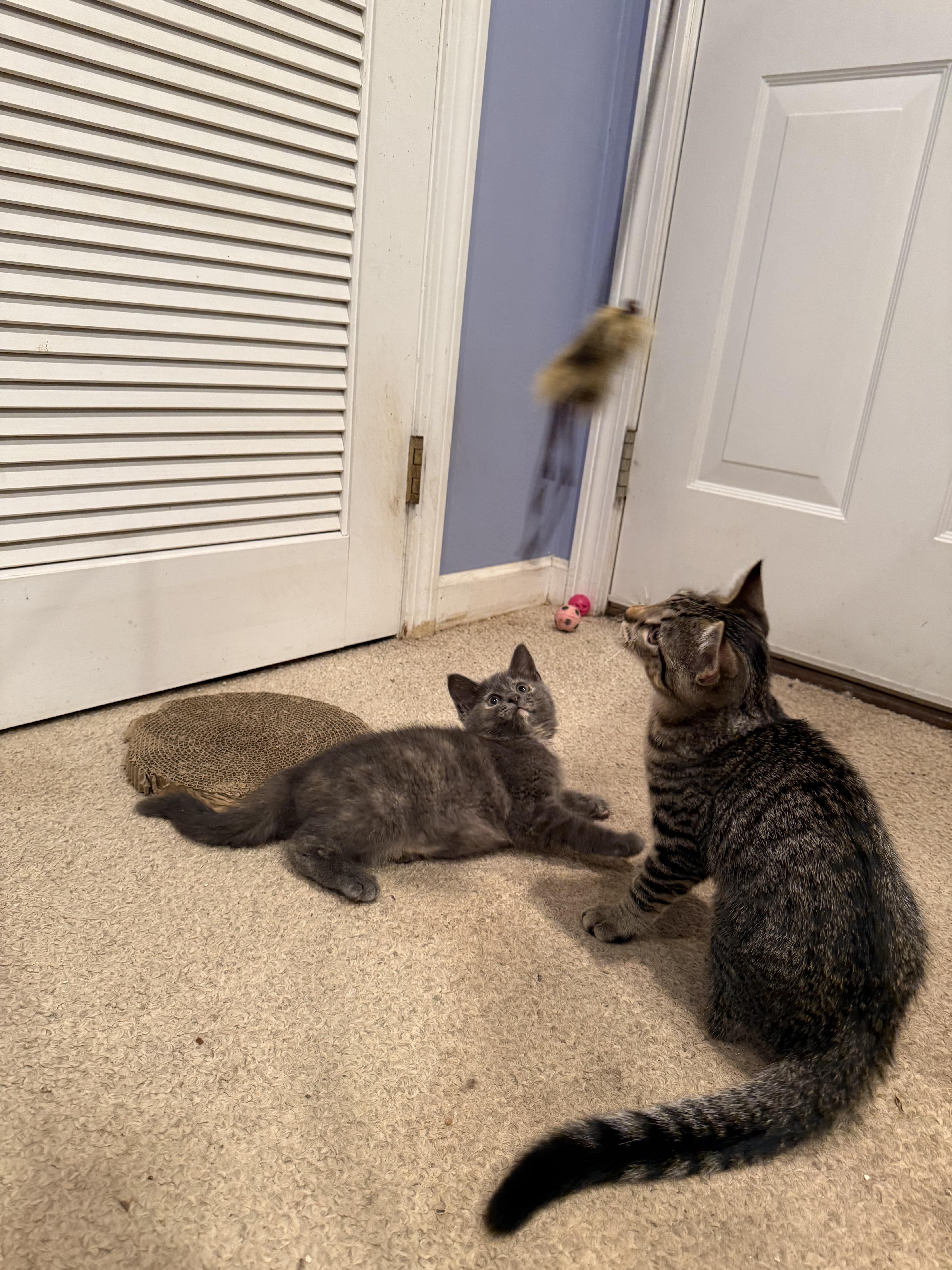 Mocha & Bambi, a ADOPTABLE Domestic Short Hair in Westbrook, CT image 2/6