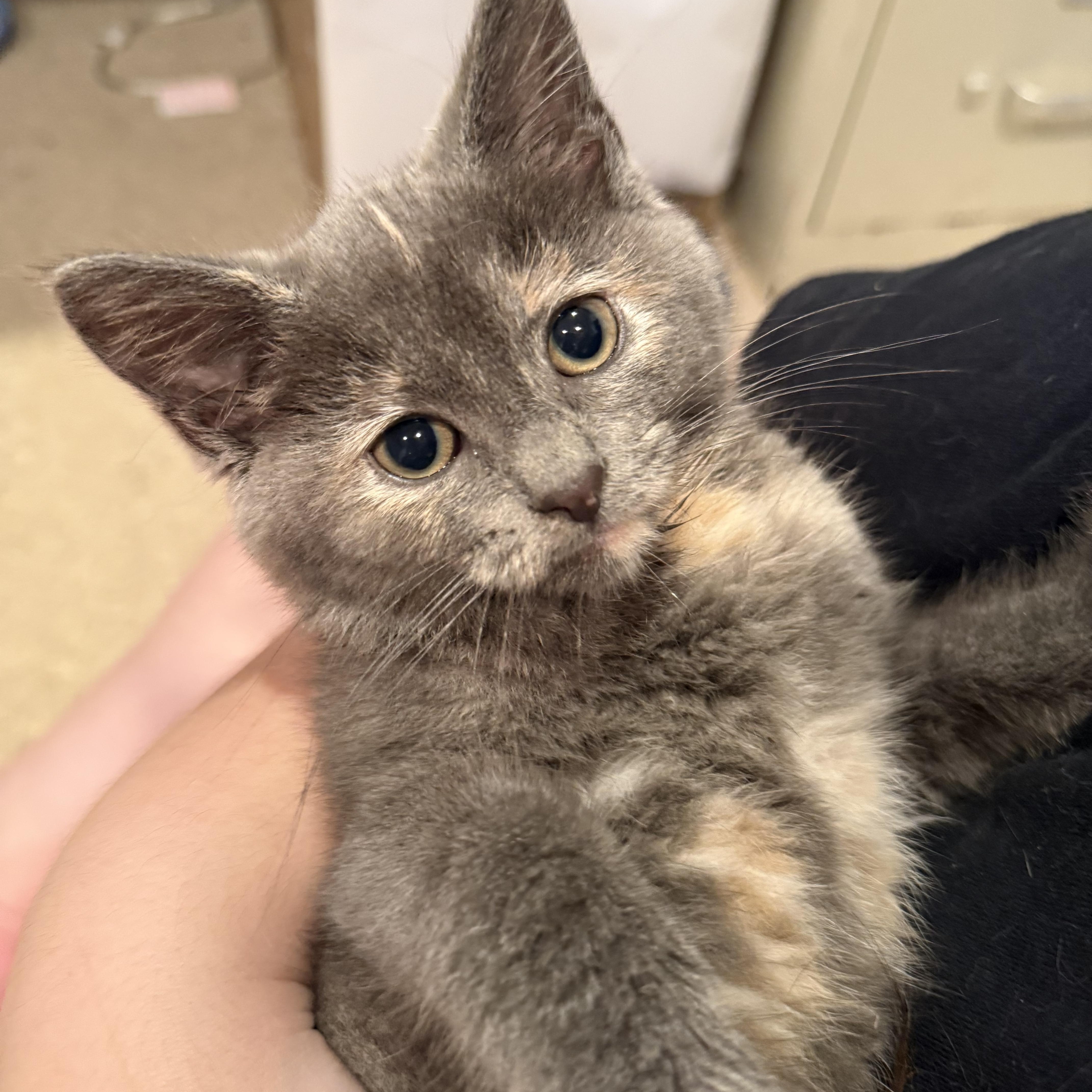 Mocha & Bambi, a ADOPTABLE Domestic Short Hair in Westbrook, CT image 5/6