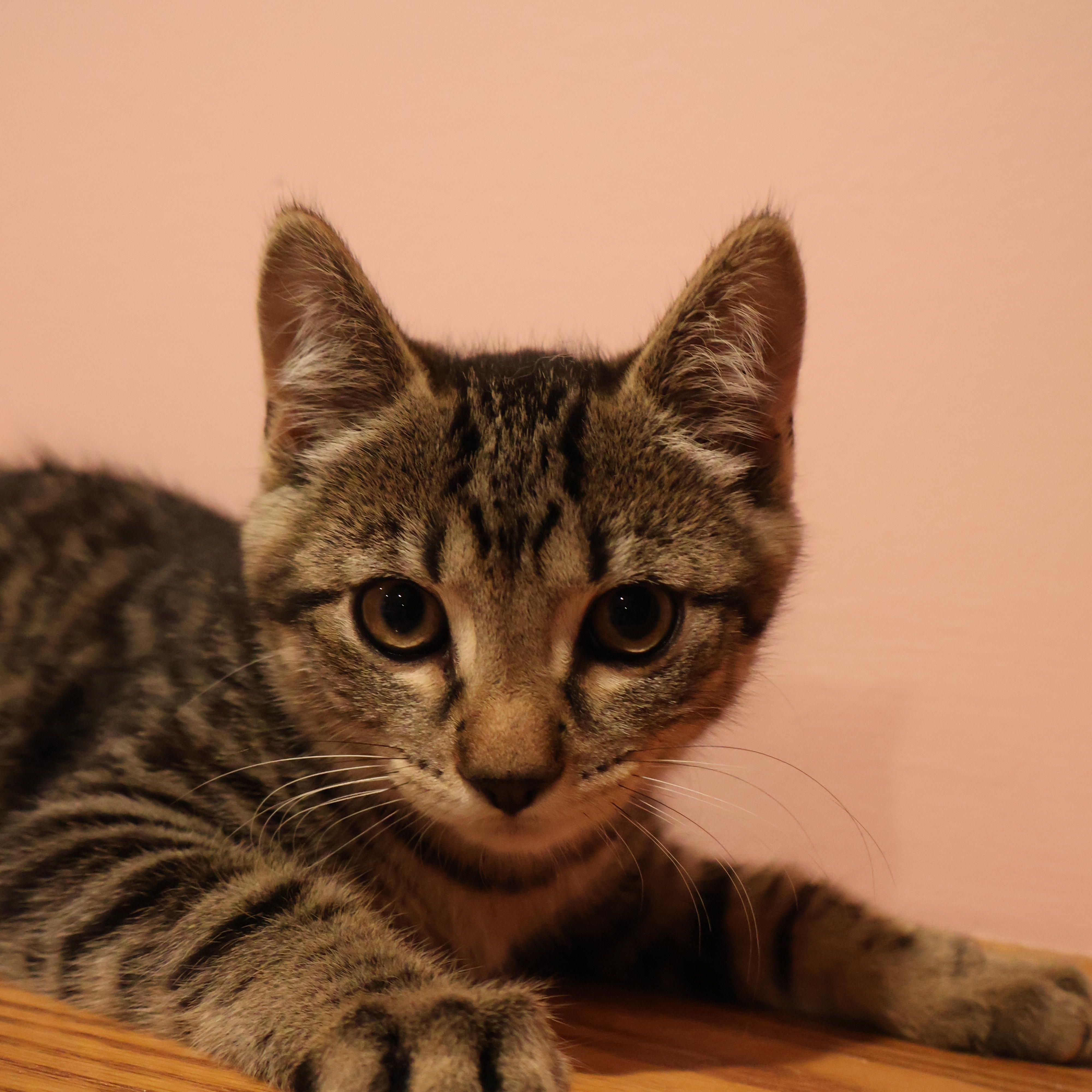 Enlarge Mocha, a ADOPTABLE Domestic Short Hair in Westbrook, CT image 5/5