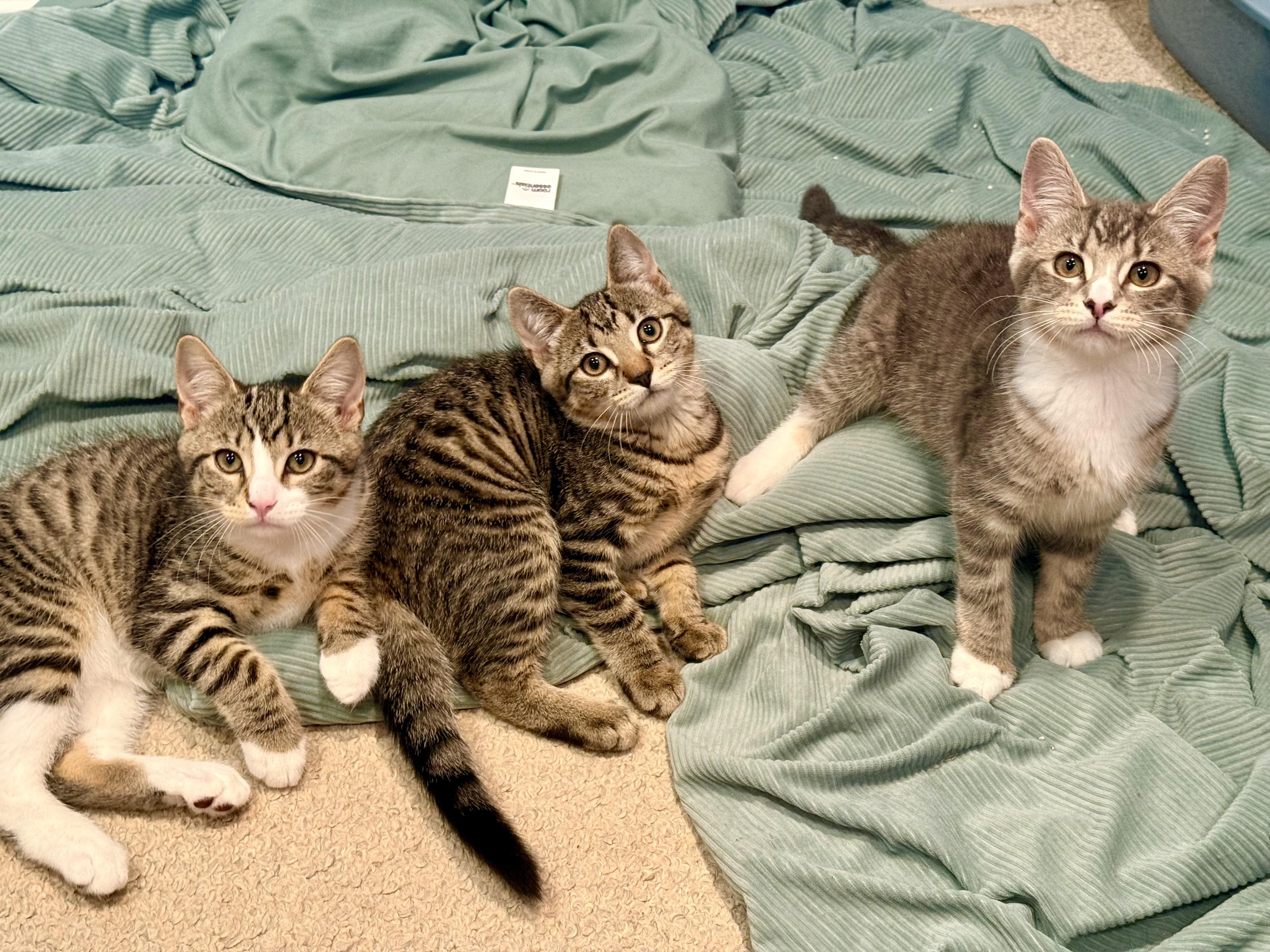 Kittens Kimmy, Timmy and Mocha, a ADOPTABLE Domestic Short Hair in Westbrook, CT image 2/6